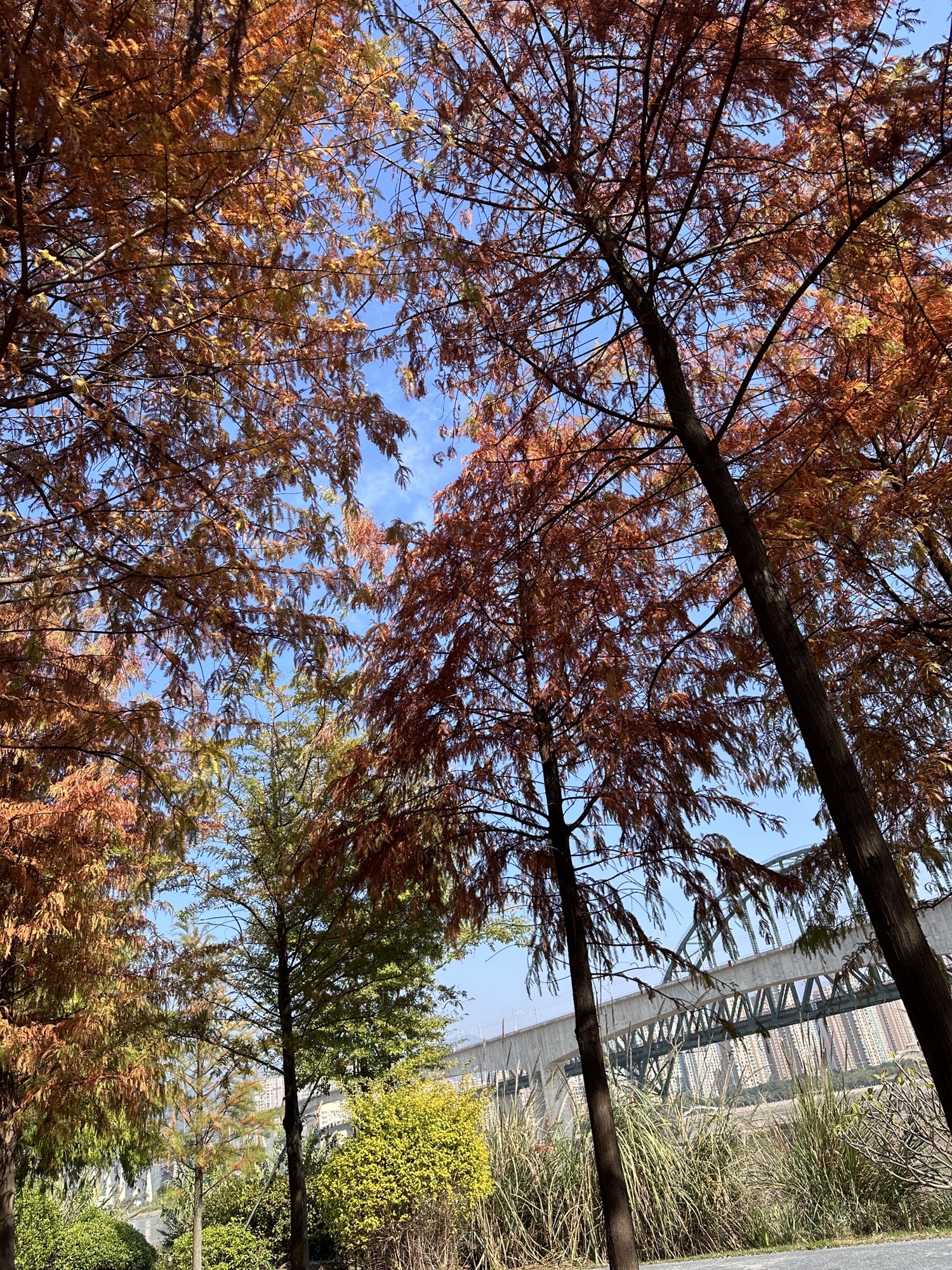 三江口生态公园旅行图片 1