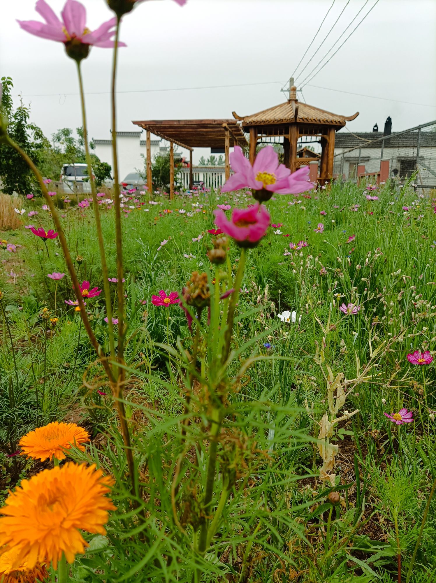 世招农家乐生态垂钓园