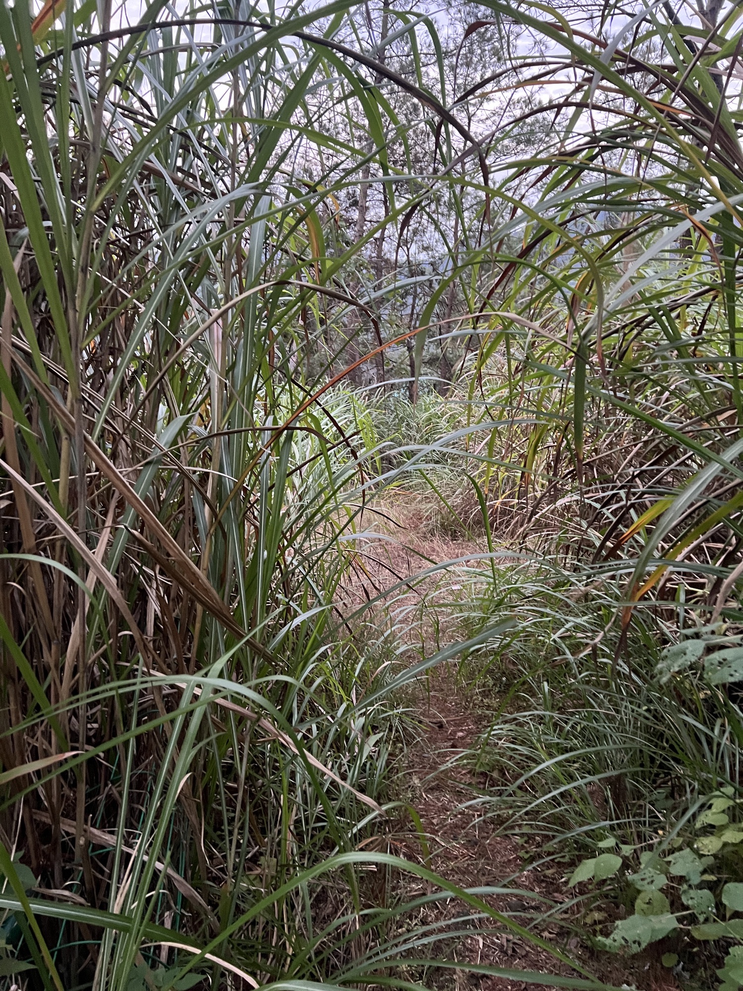 凤凰塔旅行图片 2