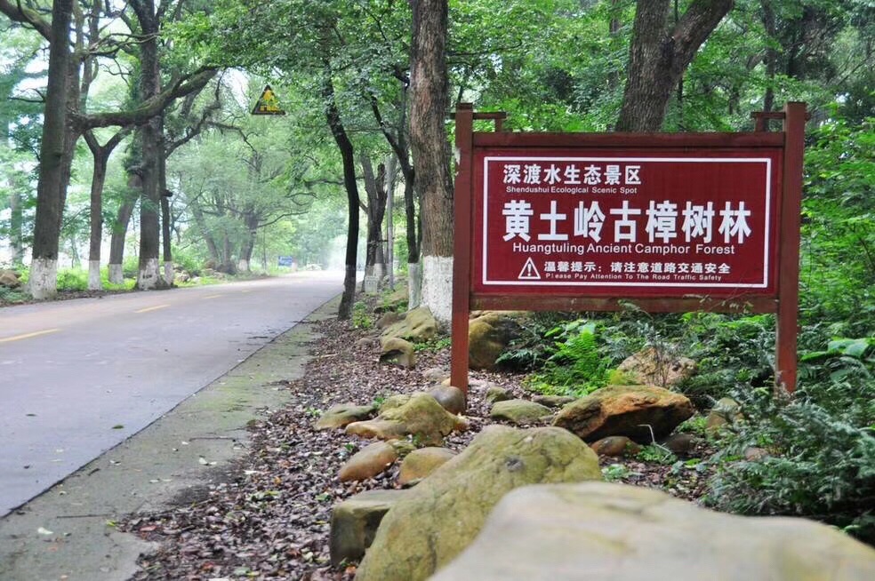 香樟树公园旅行图片 1