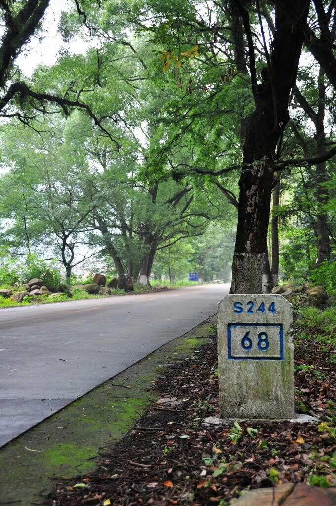 香樟树公园旅行图片 2