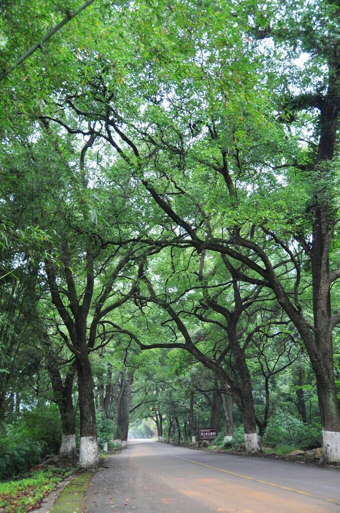 香樟树公园旅行图片 3
