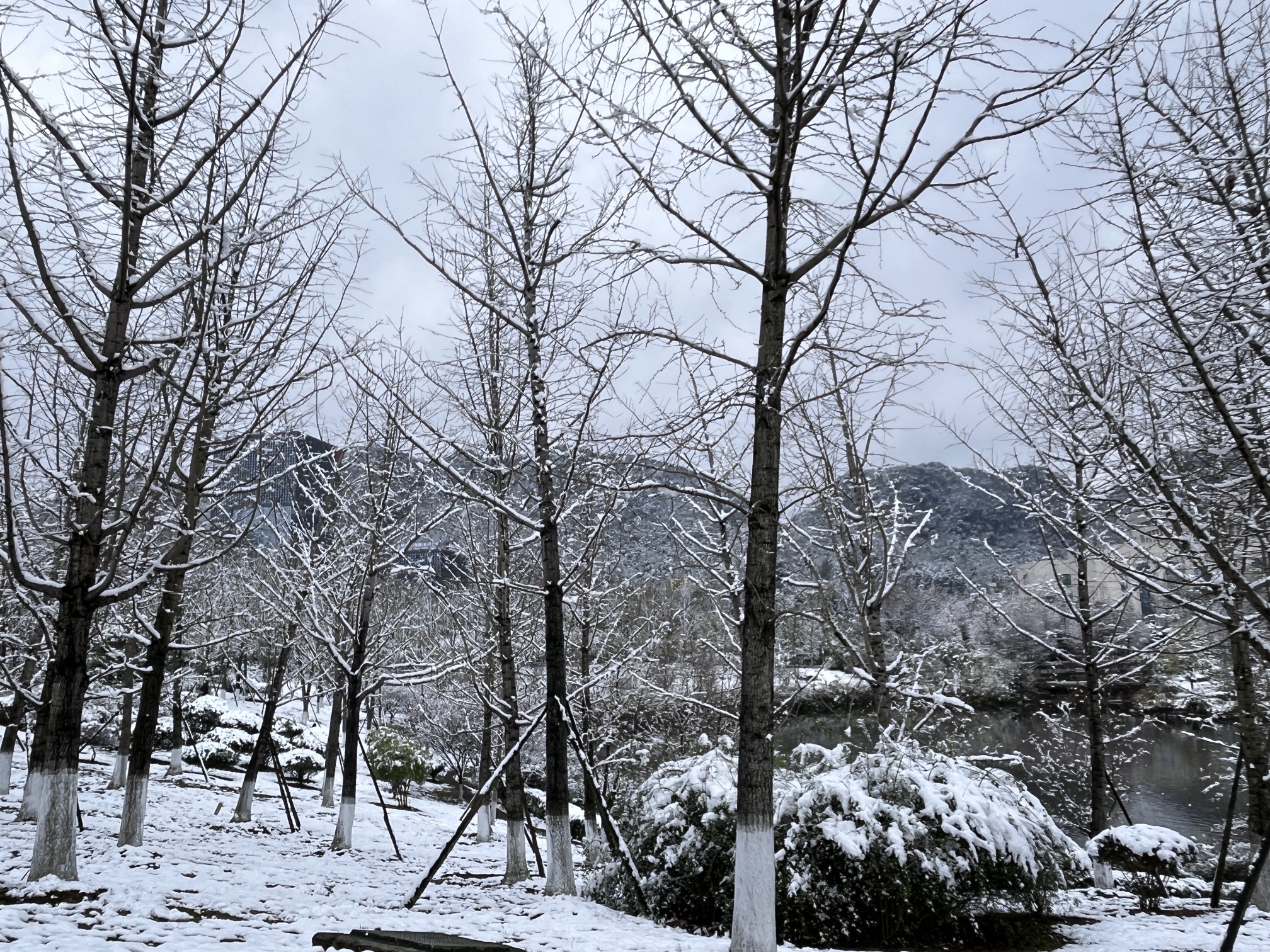 天鹅湖人民公园旅行图片 2