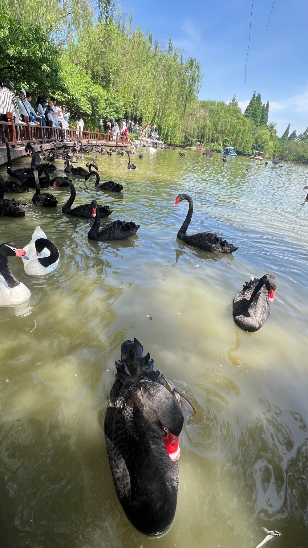 天鹅湖人民公园旅行图片 3