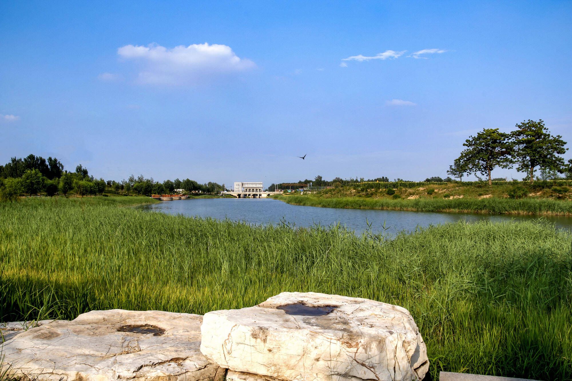 夏津九龙口国家湿地公园旅行图片 3
