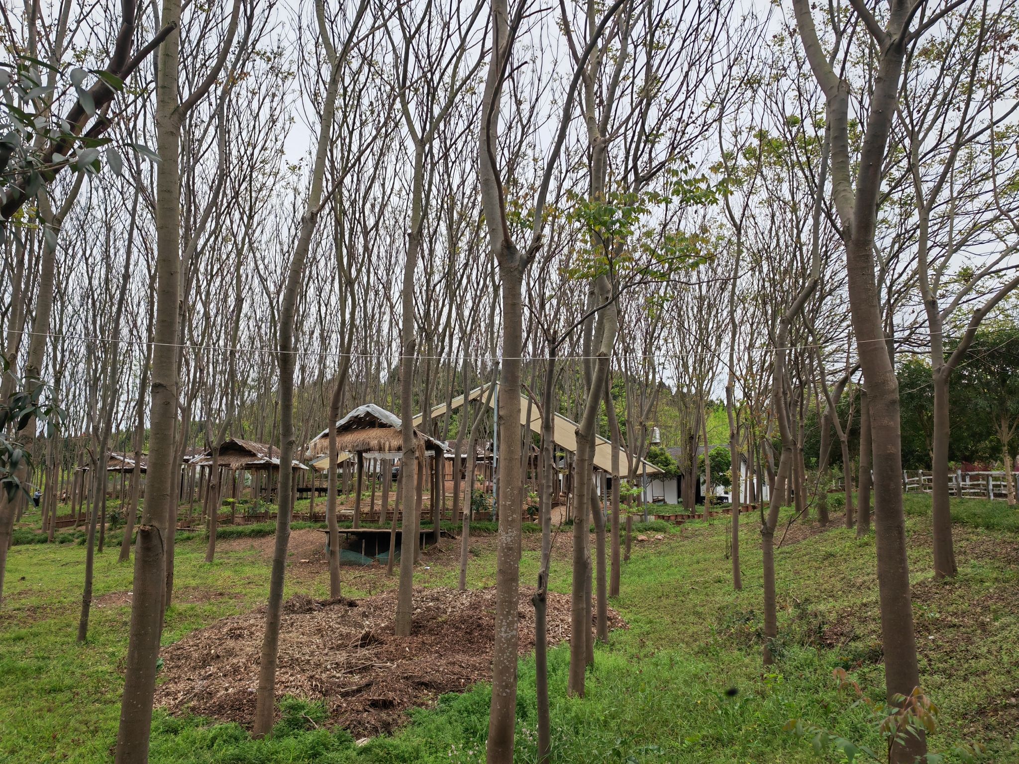 明镜堂湿地公园旅行图片 3
