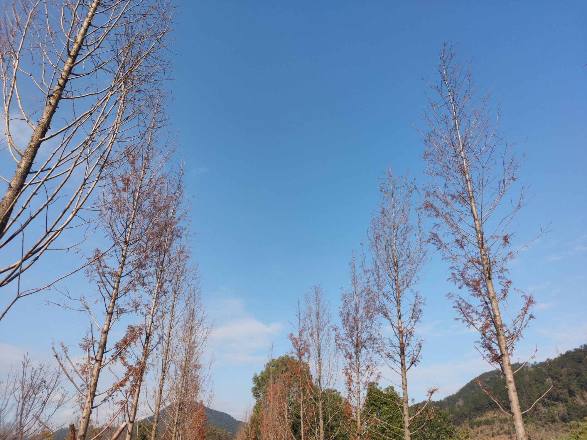 上河洲公园旅行图片 3