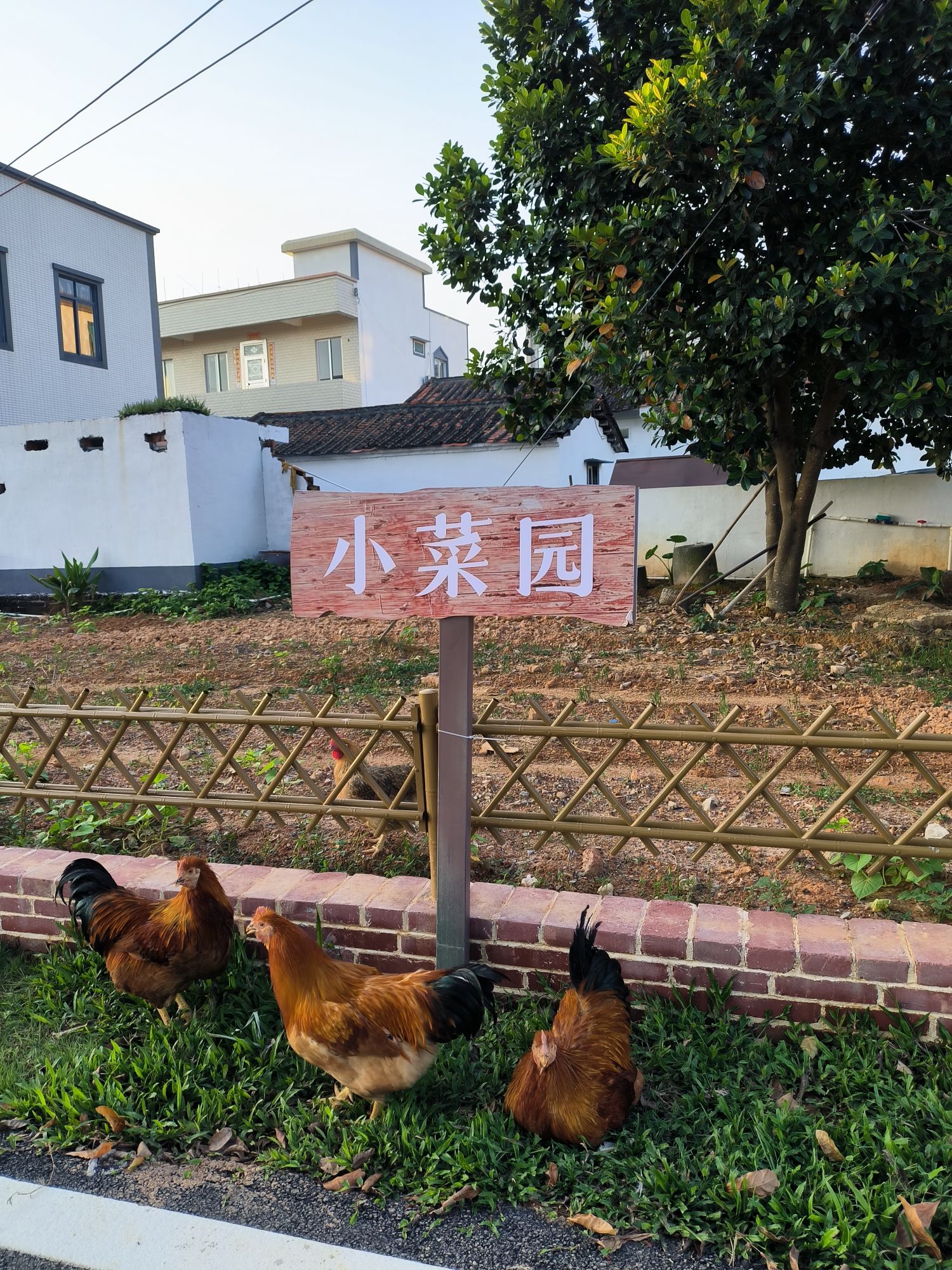 茗上茗茶文化休闲旅游区(茶家乐)旅行图片 1