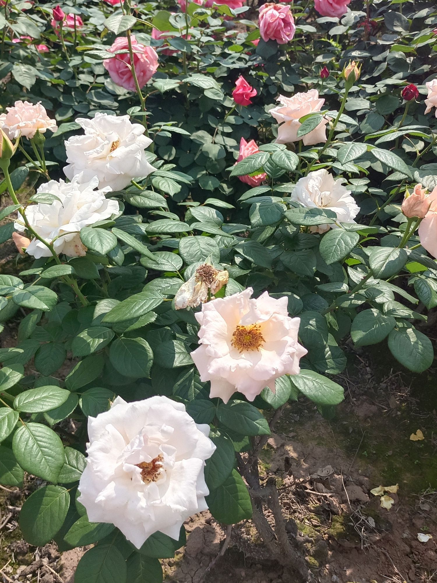 自贡玫瑰海(暂停开放)旅行图片 3