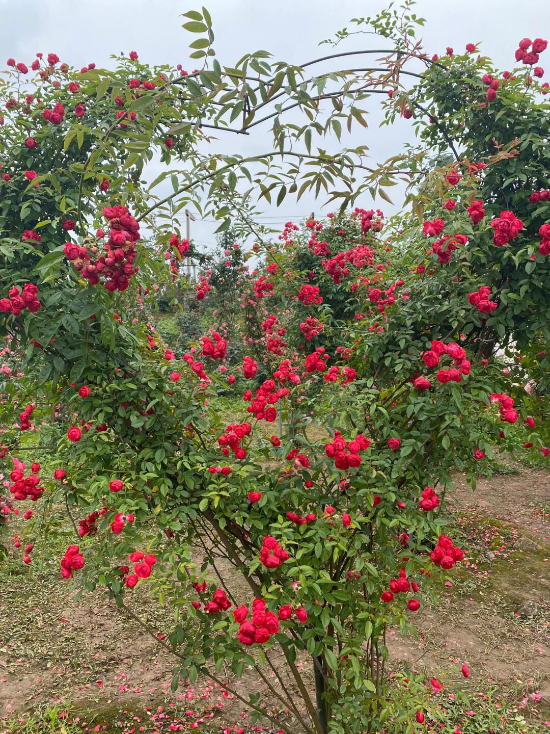 自贡玫瑰海(暂停开放)旅行图片 2