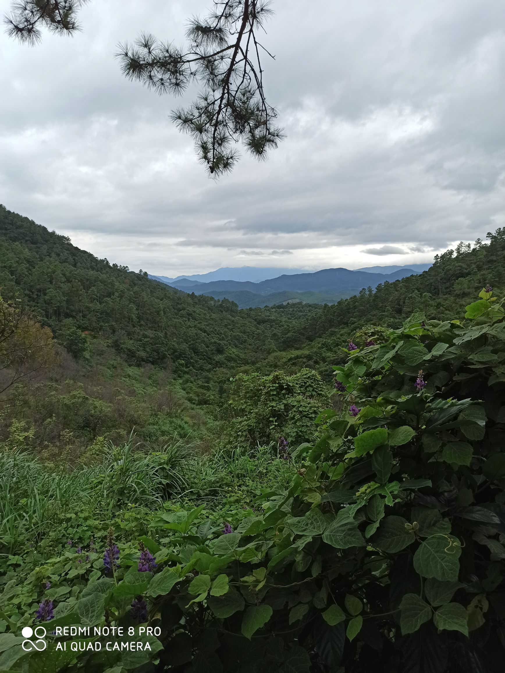 同安造水村樱花园旅行图片 2