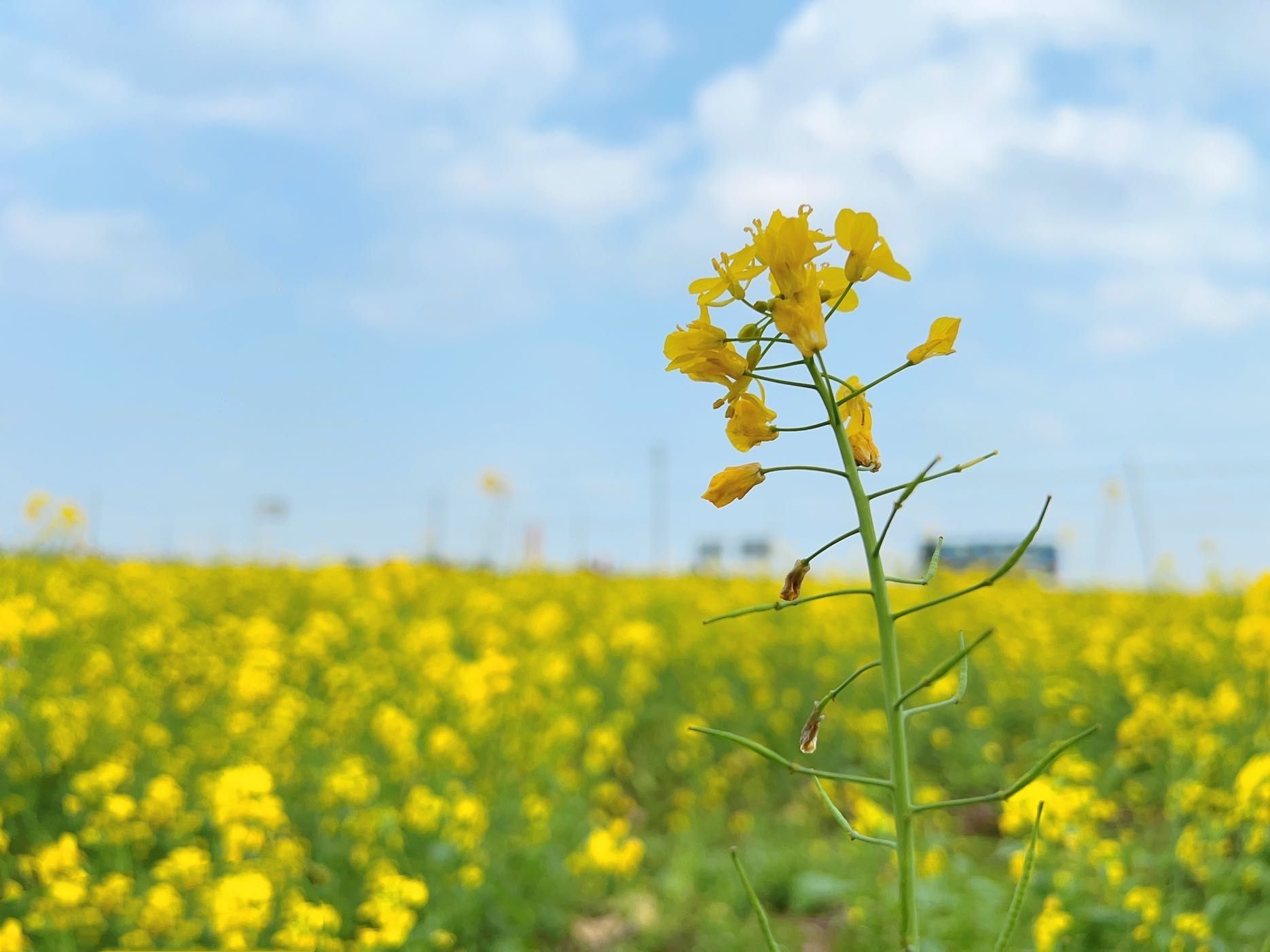 千亩油菜花基地旅行图片 2