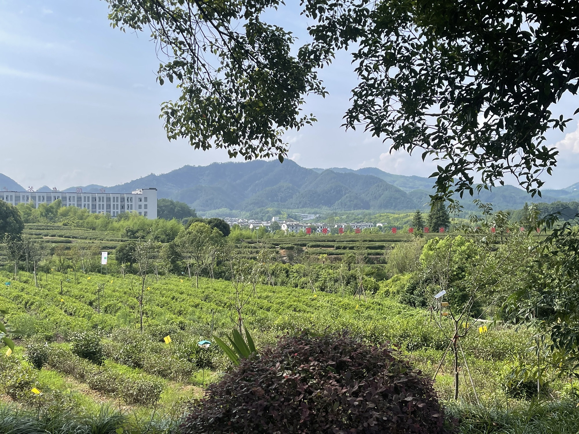 谢裕大茶博园
