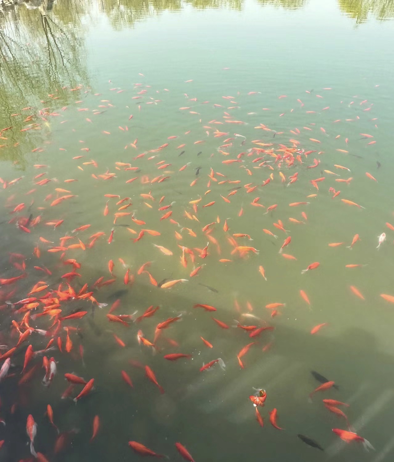 瑞丰公园旅行图片 1