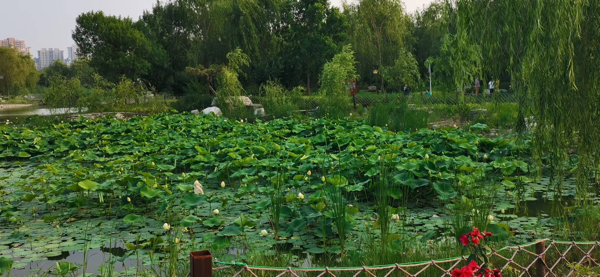 瑞丰公园旅行图片 3
