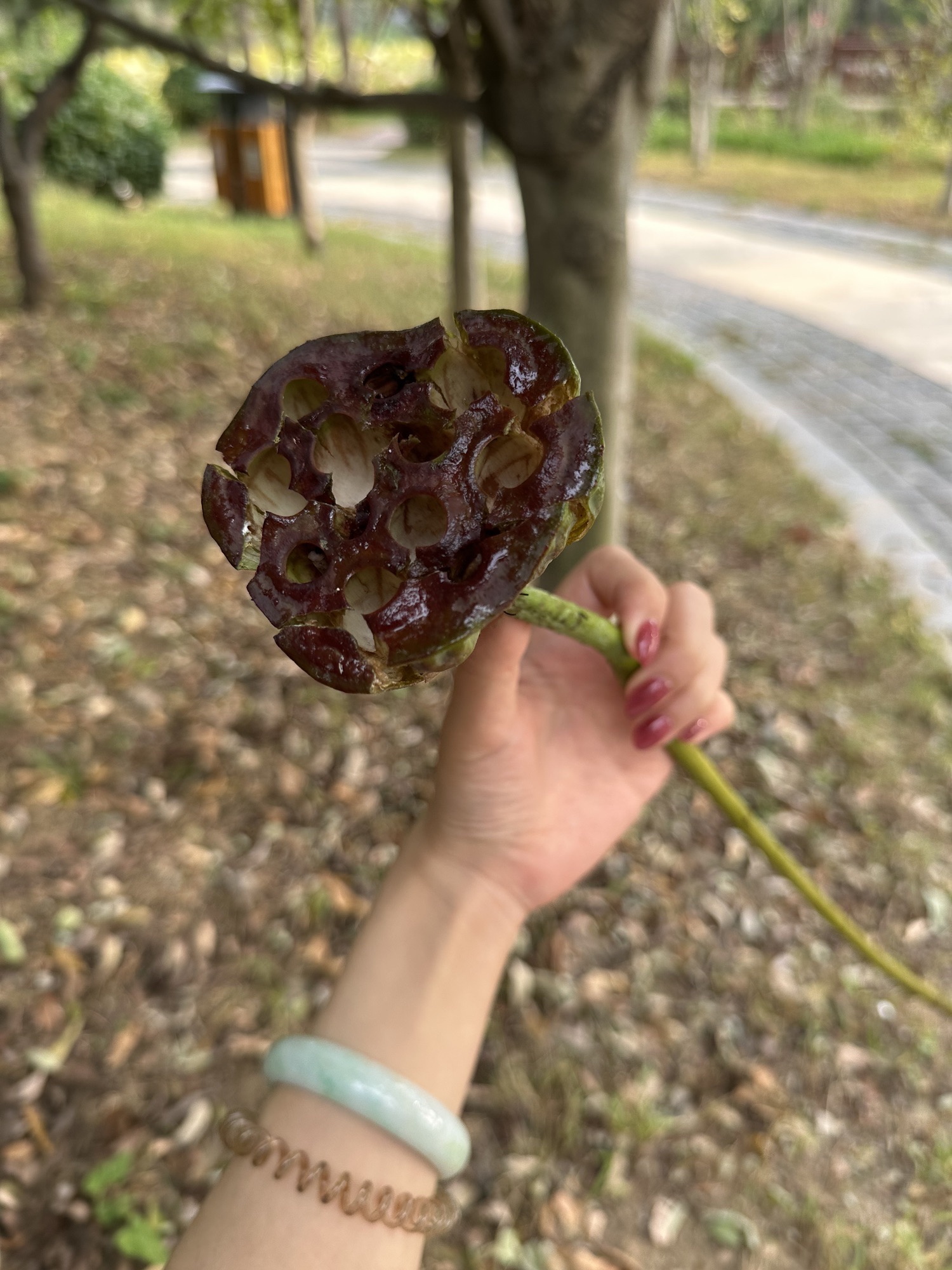 戴河生态园旅行图片 1