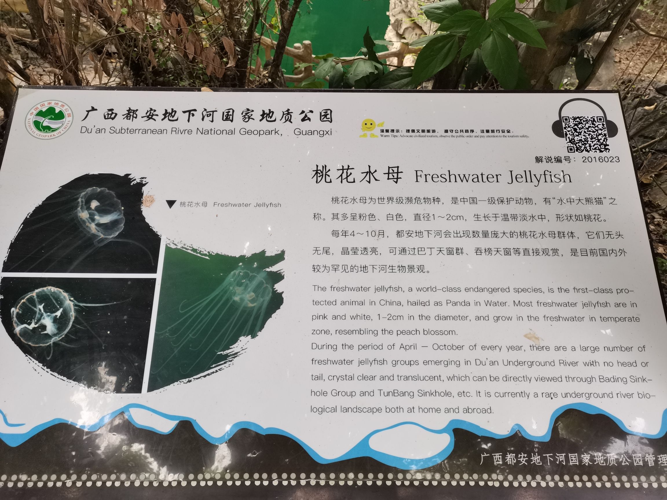 桃花水母第二天窗旅行图片 2