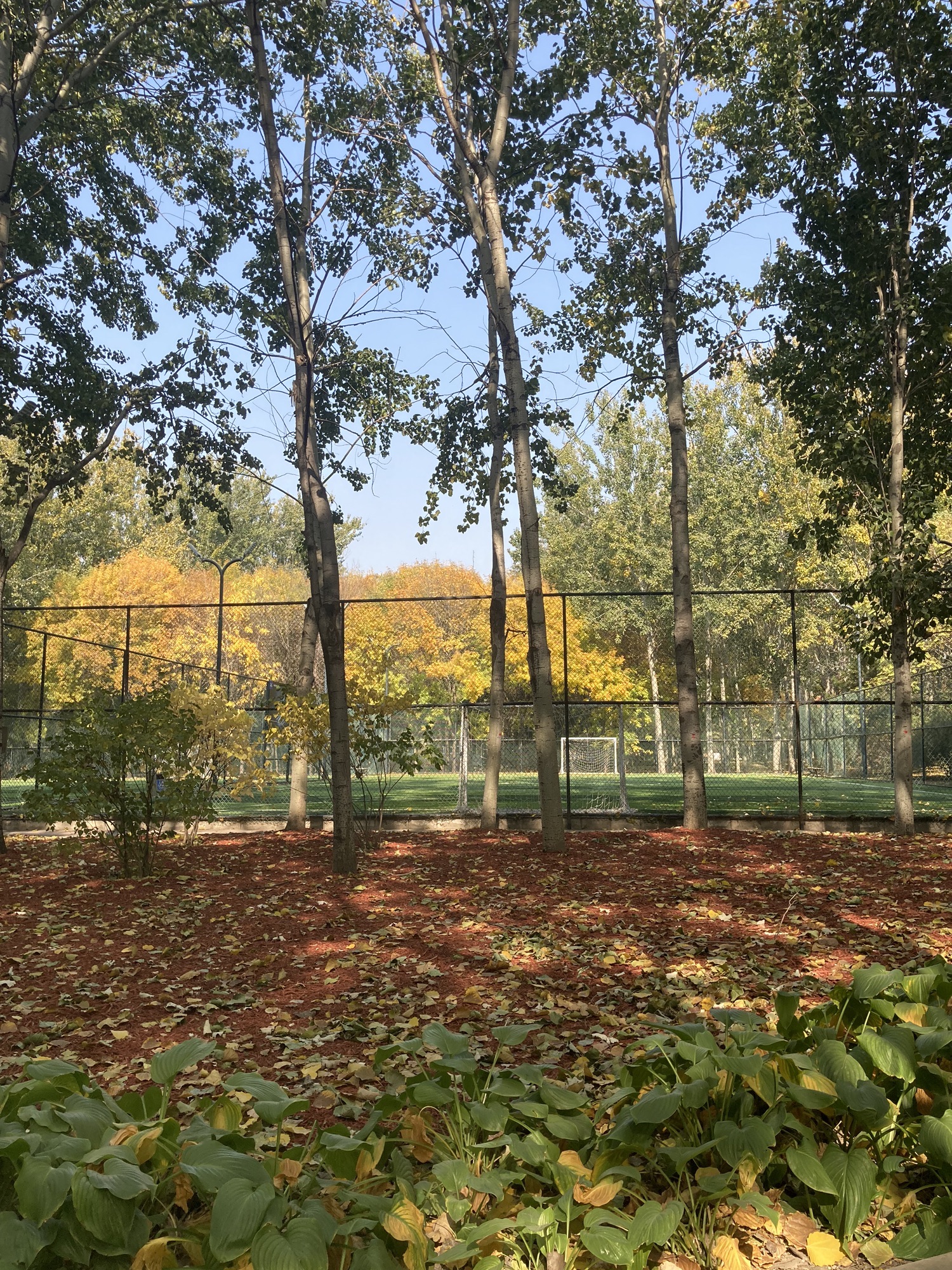 场地封面-朝阳公园5号足球场