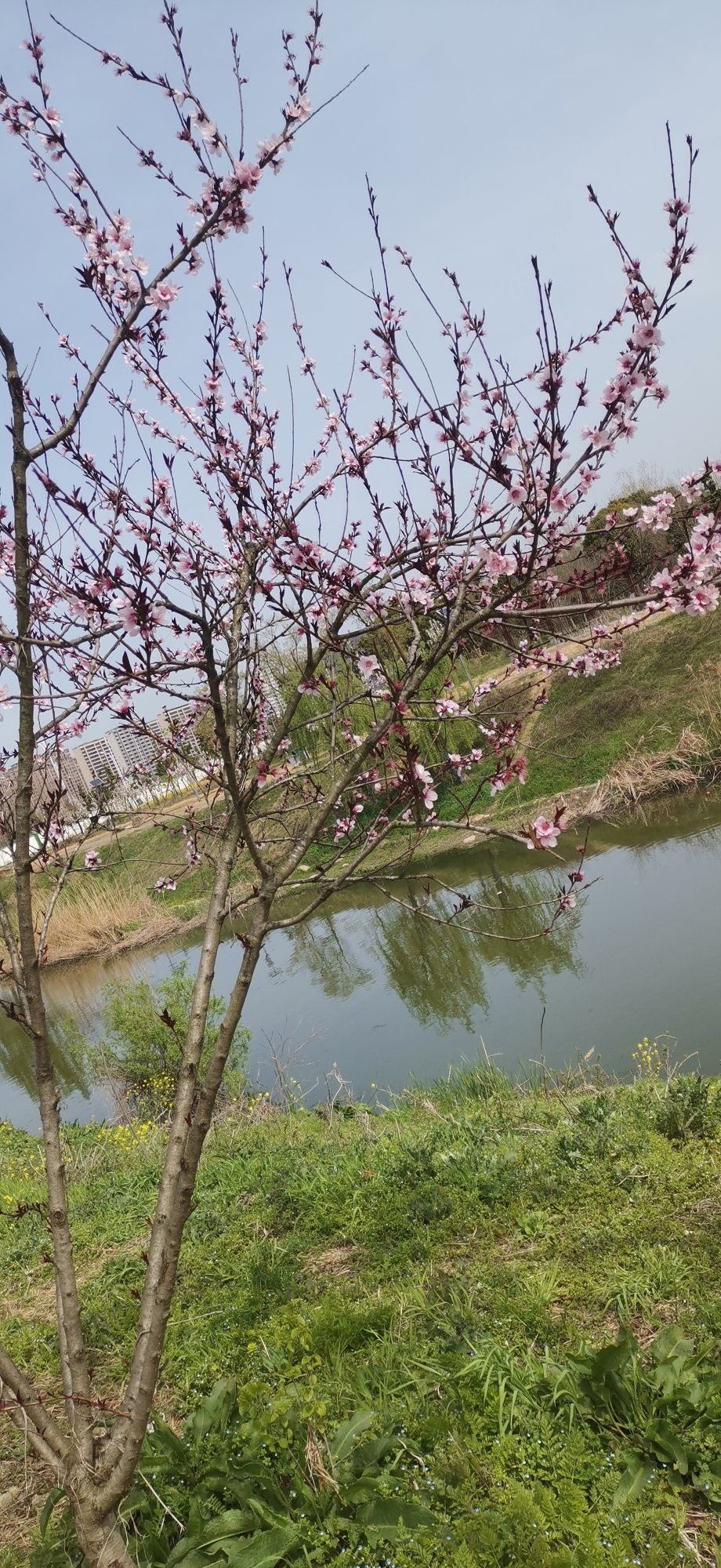 梅园旅行图片 2