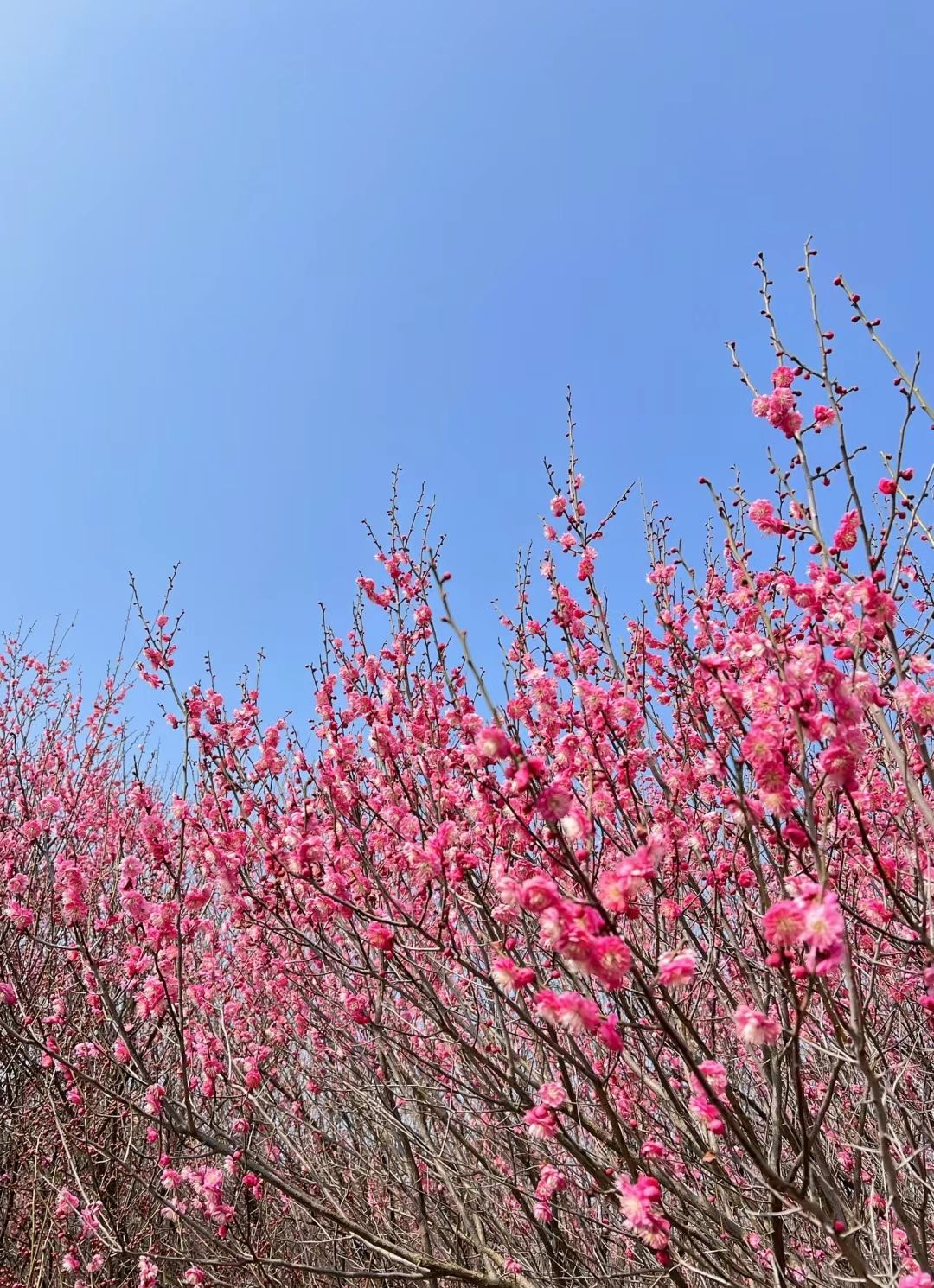 梅园旅行图片 3