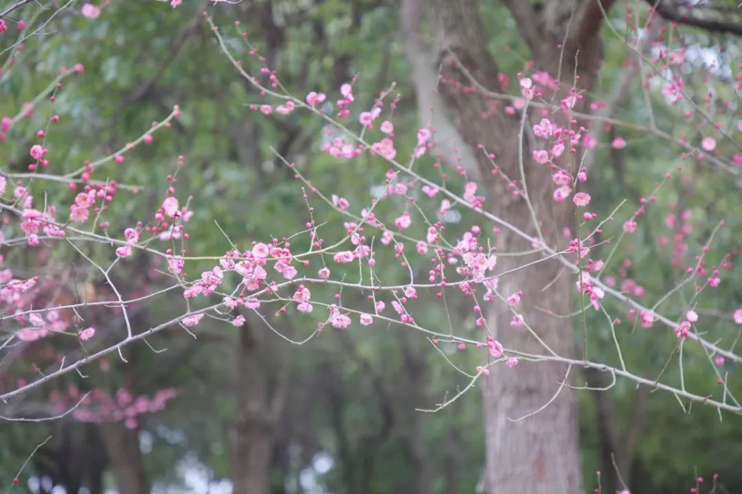 梅园旅行图片 3