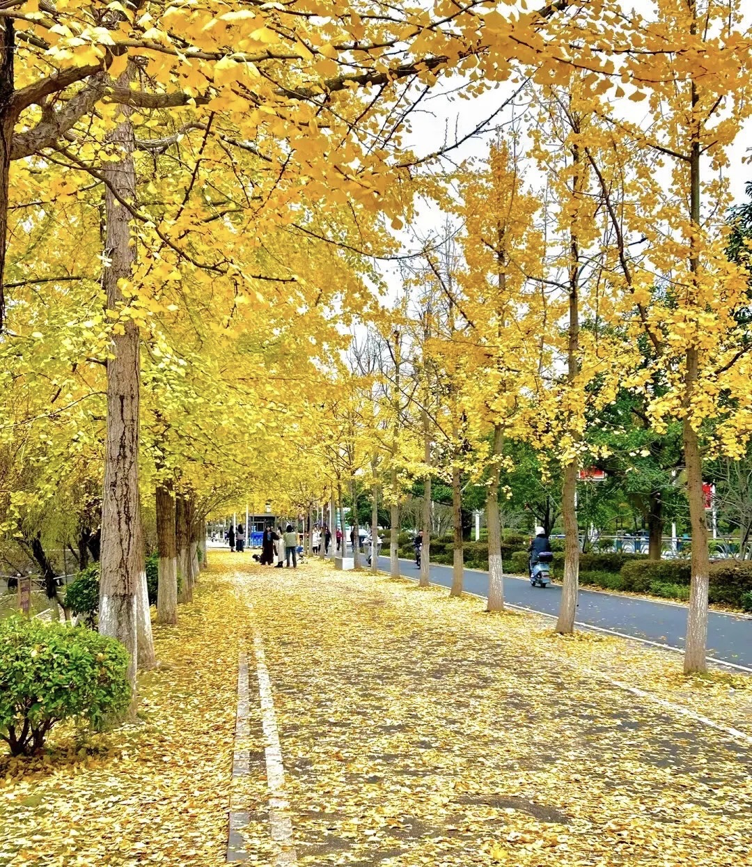 三峡大学(中区)