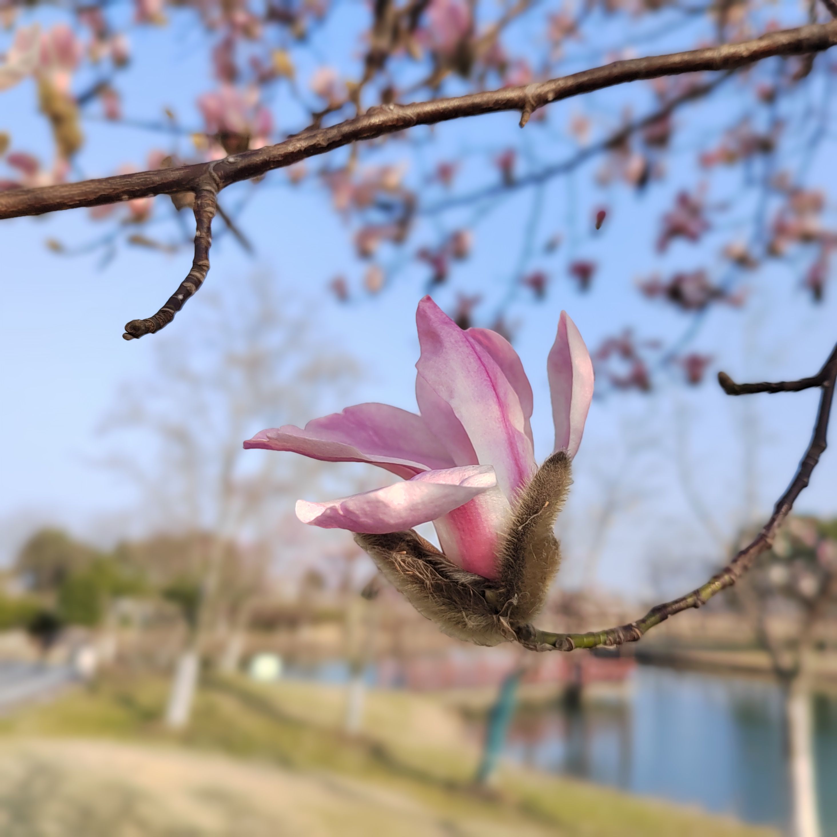 玉兰公园旅行图片 3