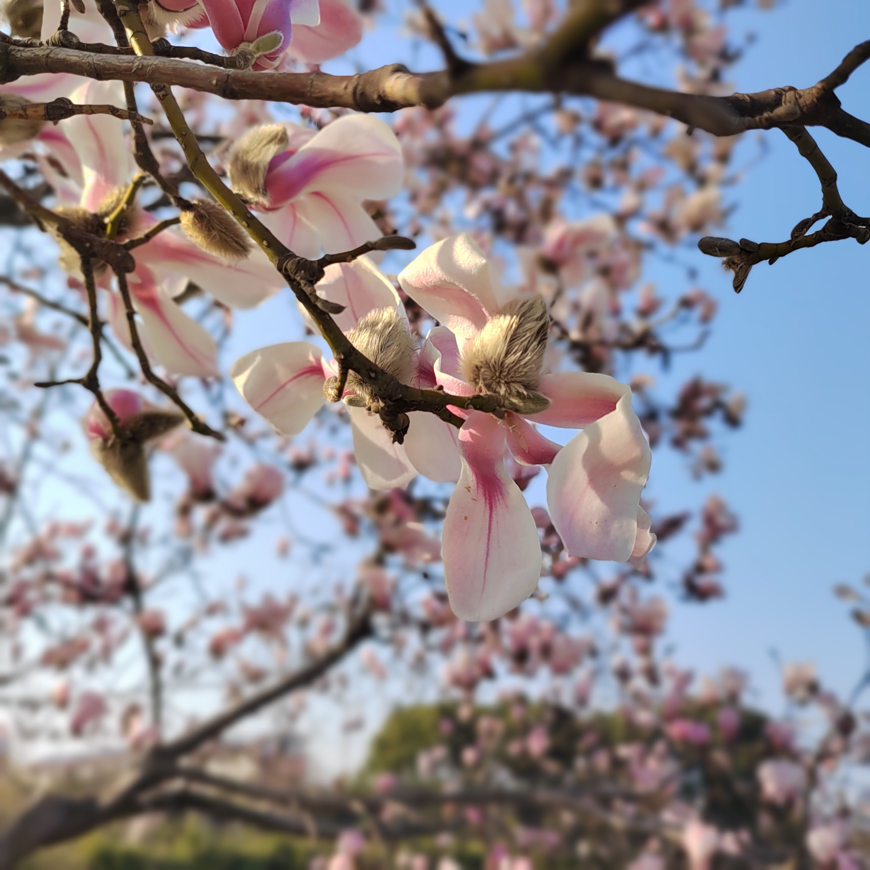 玉兰公园旅行图片 2