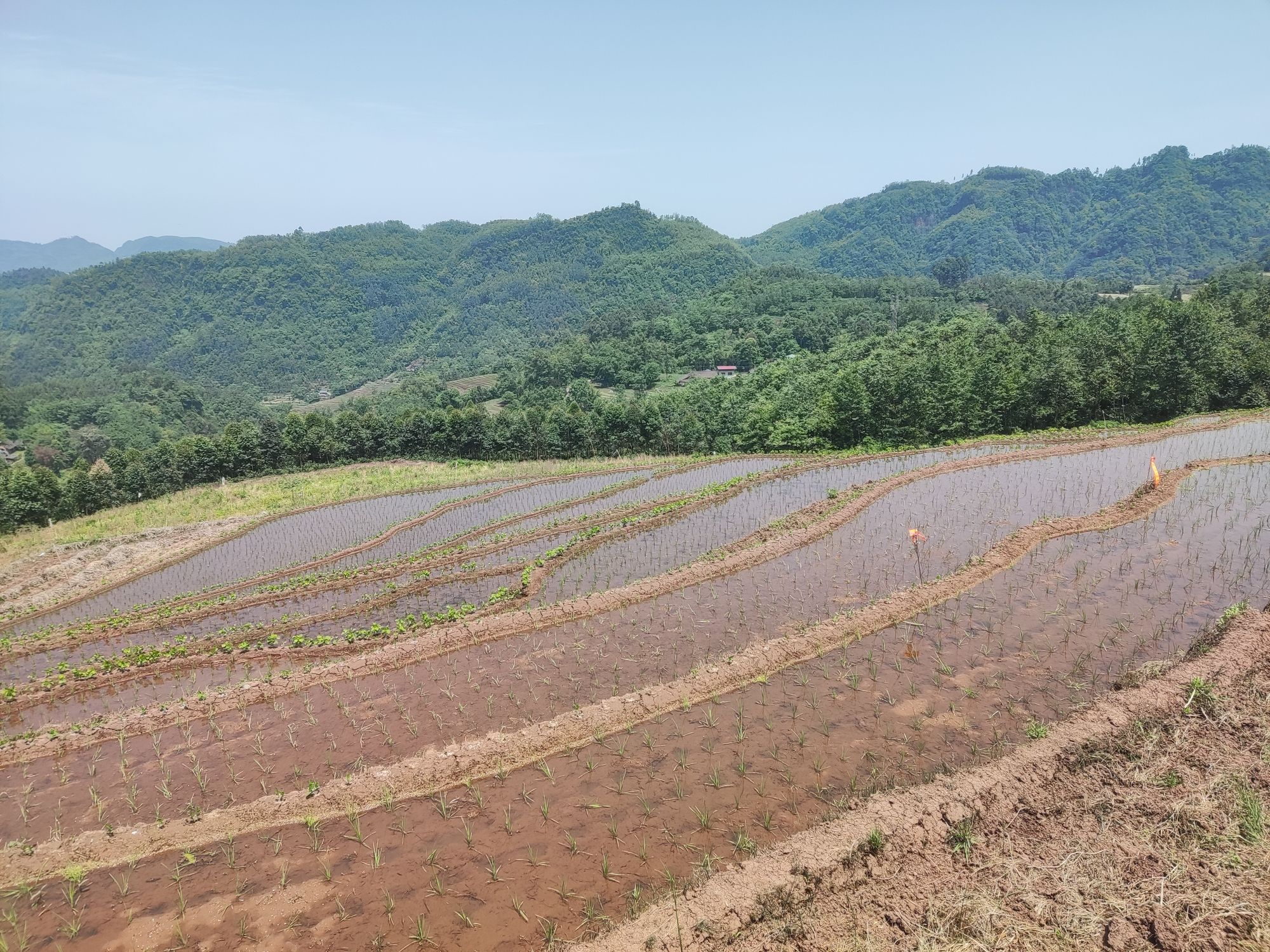 四峨山梯田旅行图片 3