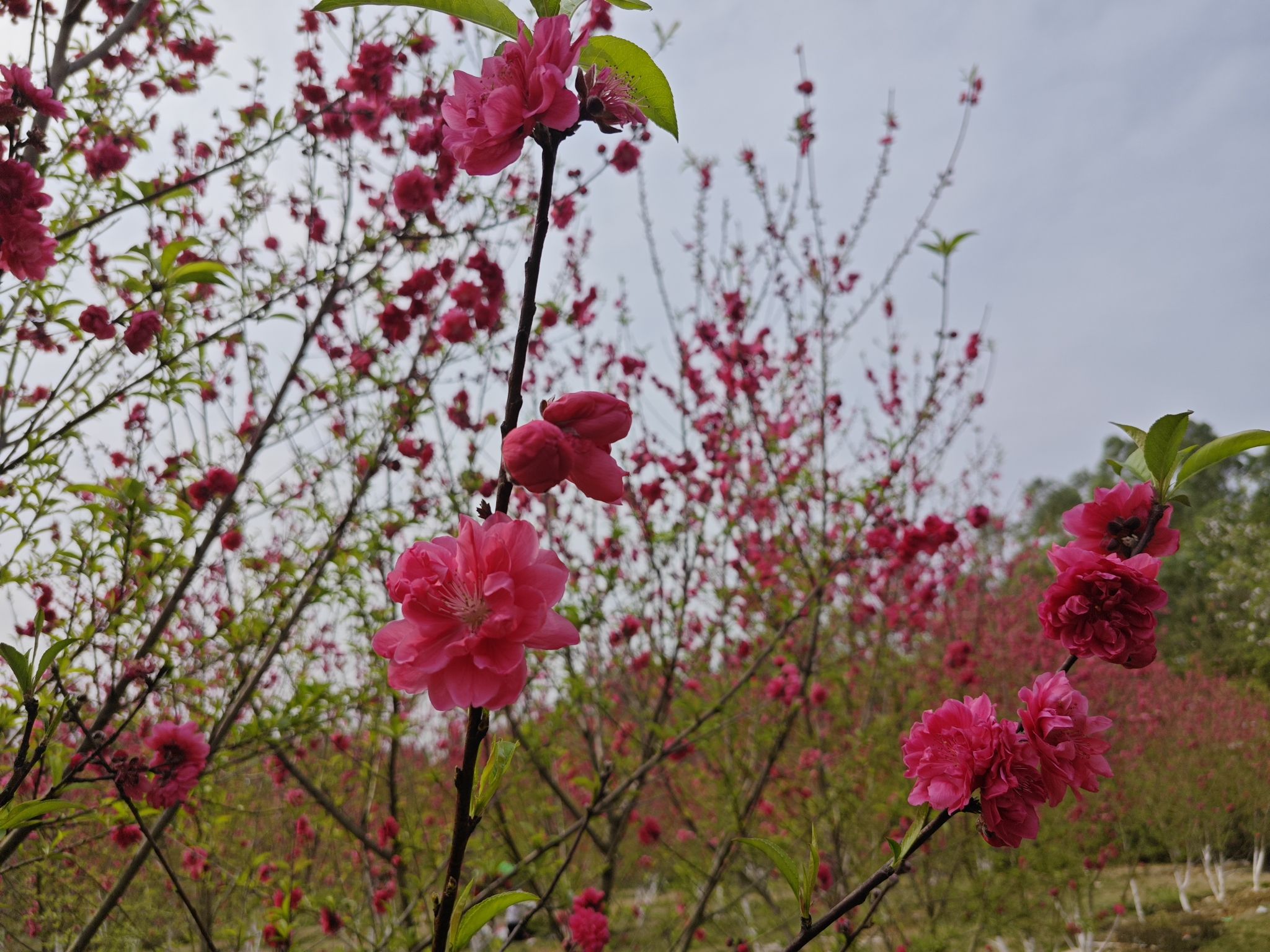 来宾市凤凰山森林公园旅行图片 1