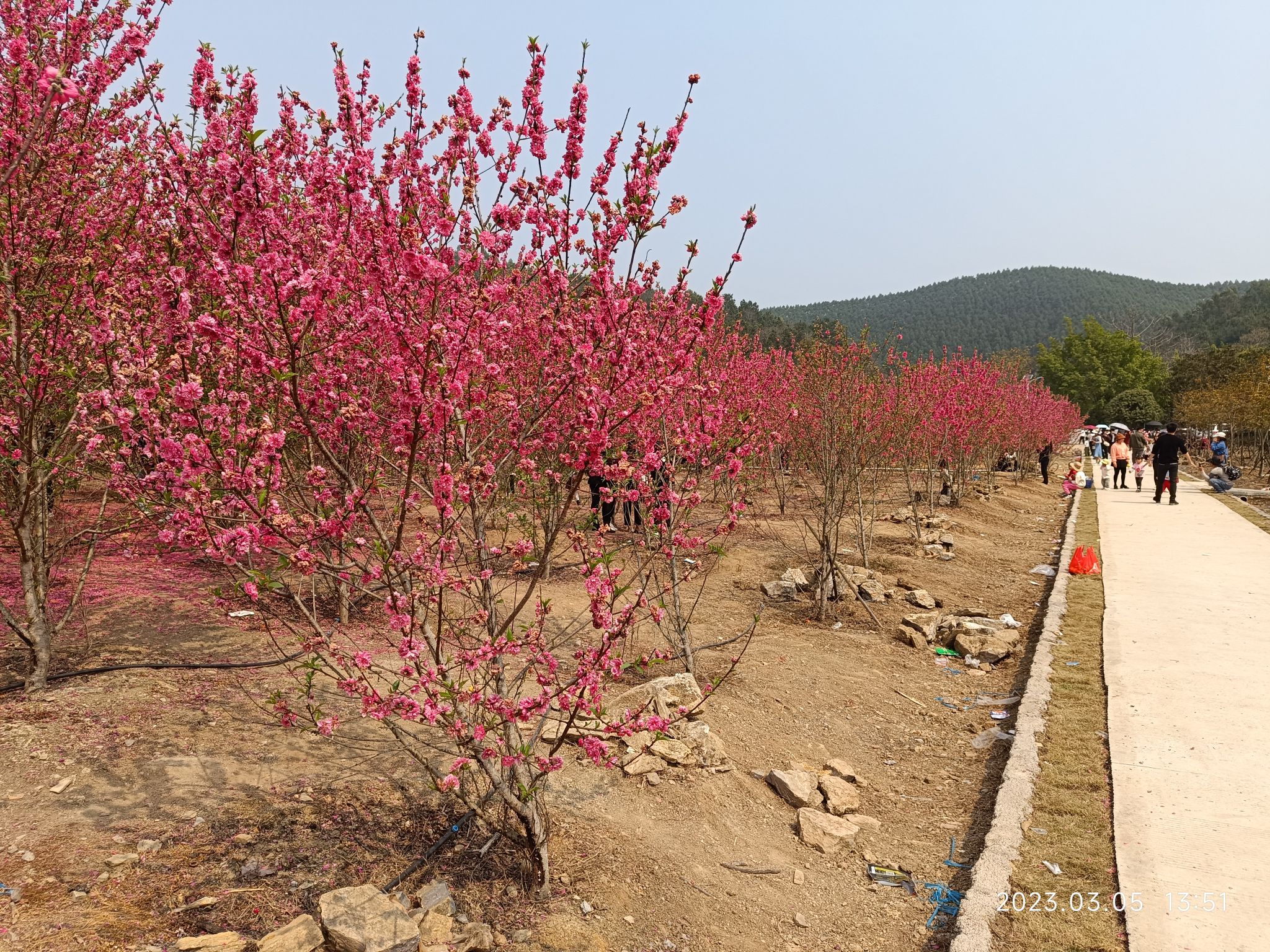 来宾市凤凰山森林公园旅行图片 1