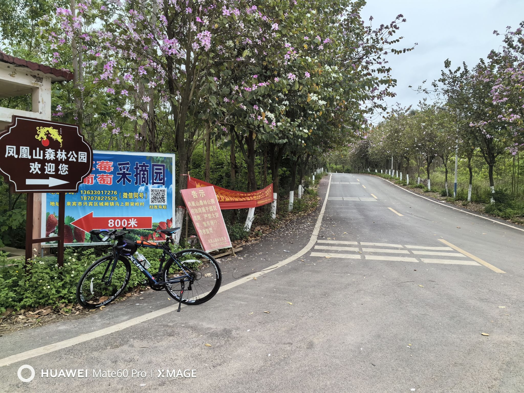 来宾市凤凰山森林公园