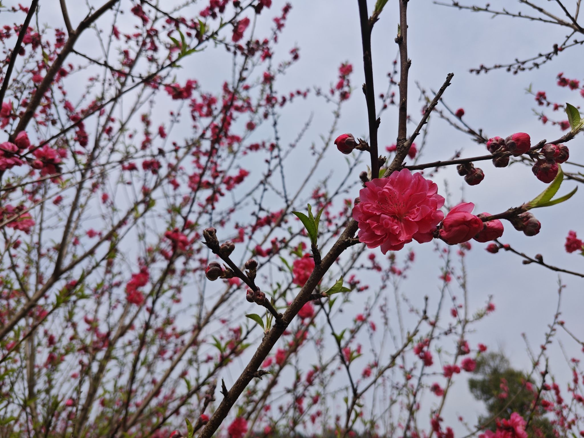 来宾市凤凰山森林公园旅行图片 2