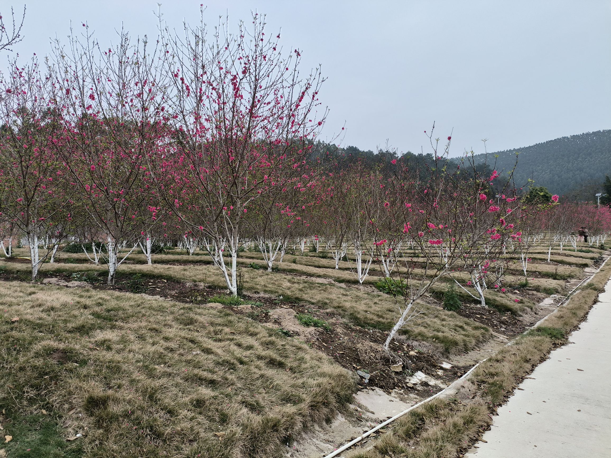 来宾市凤凰山森林公园旅行图片 3