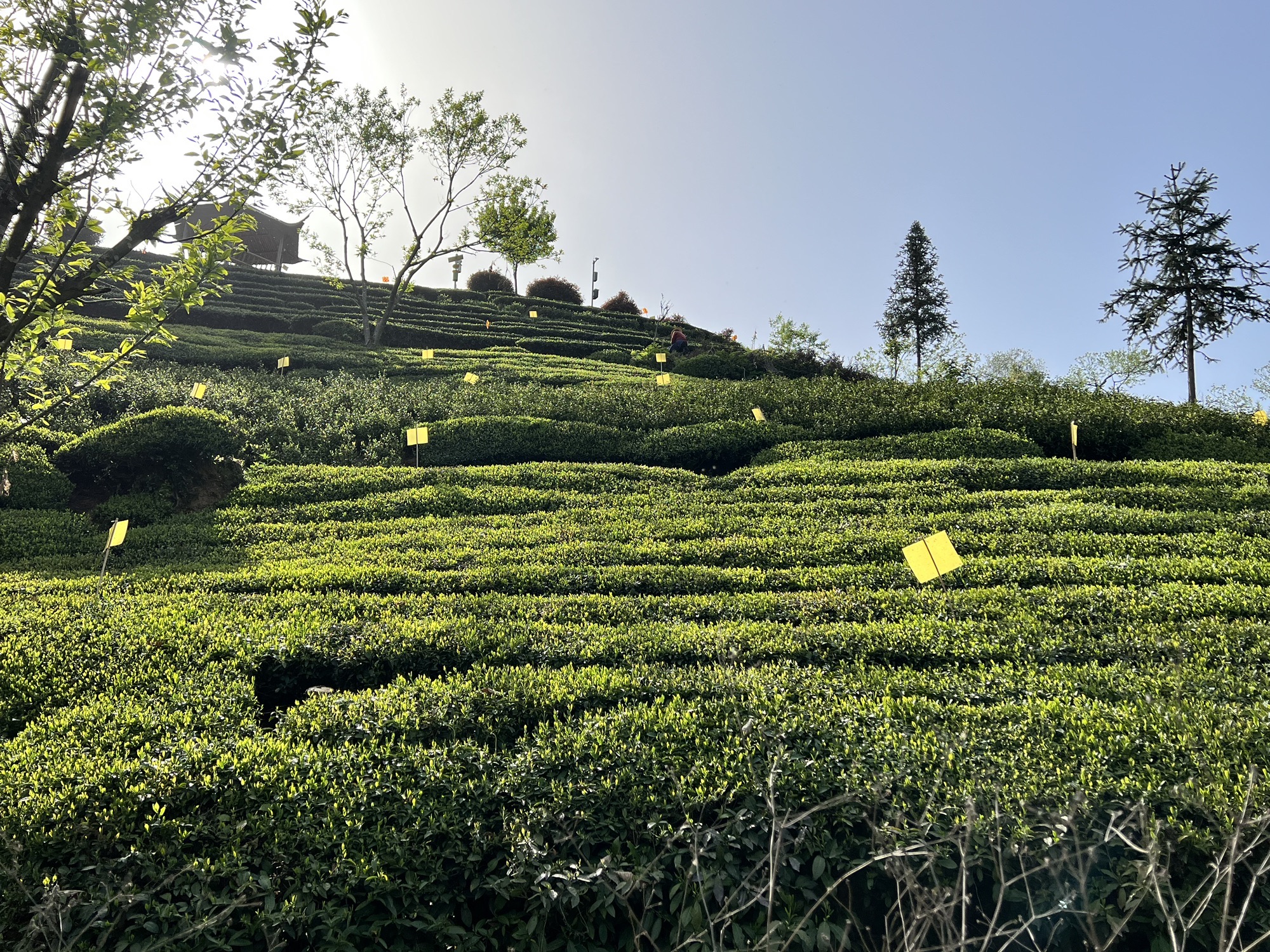 六安西茶谷主题公园旅行图片 2