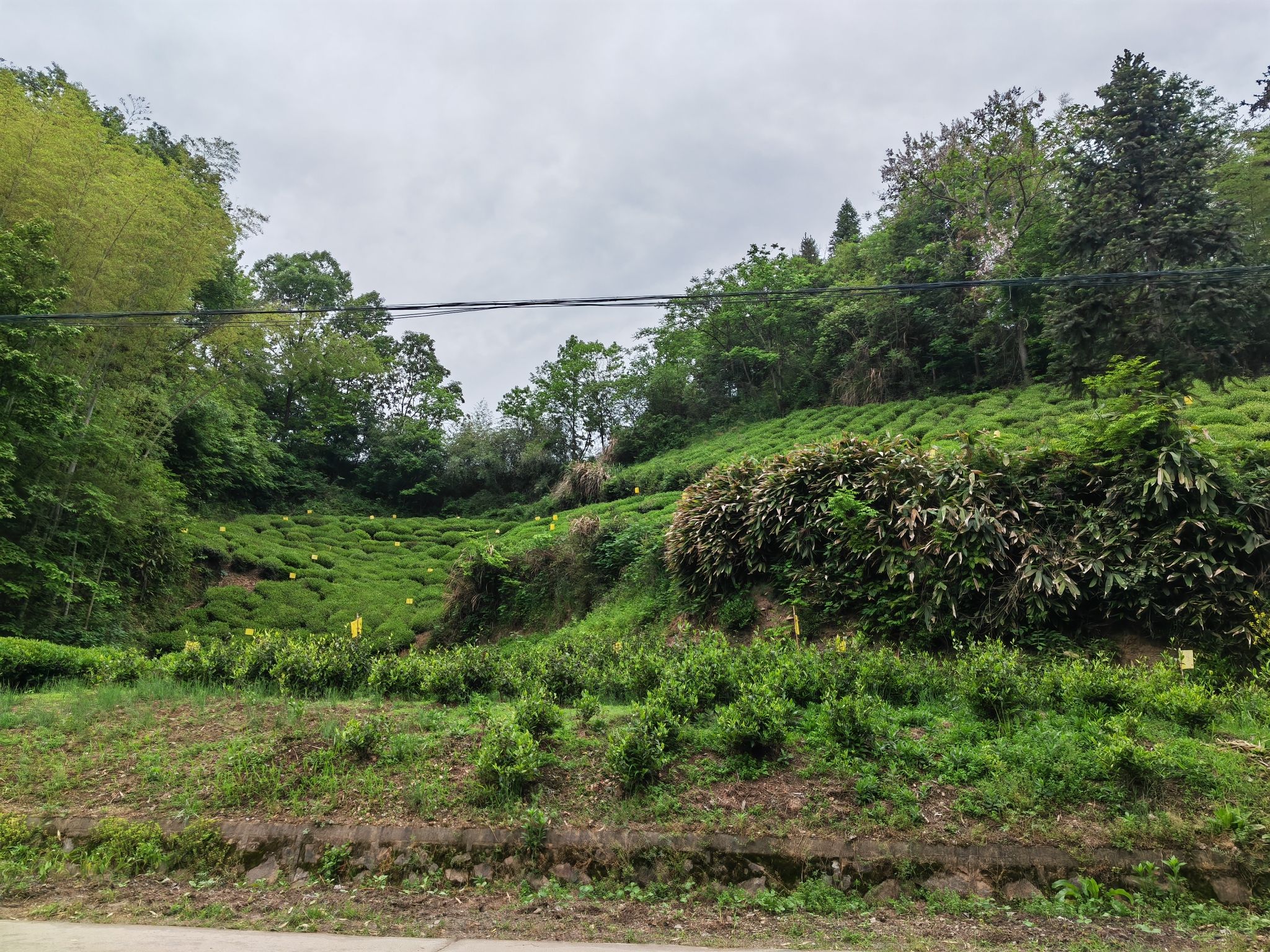六安西茶谷主题公园旅行图片 2