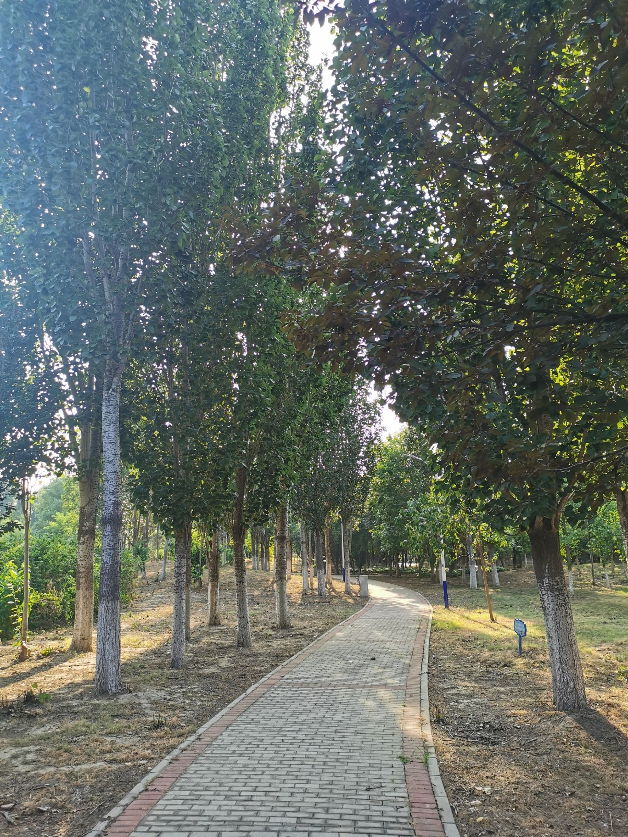 金田公园旅行图片 1