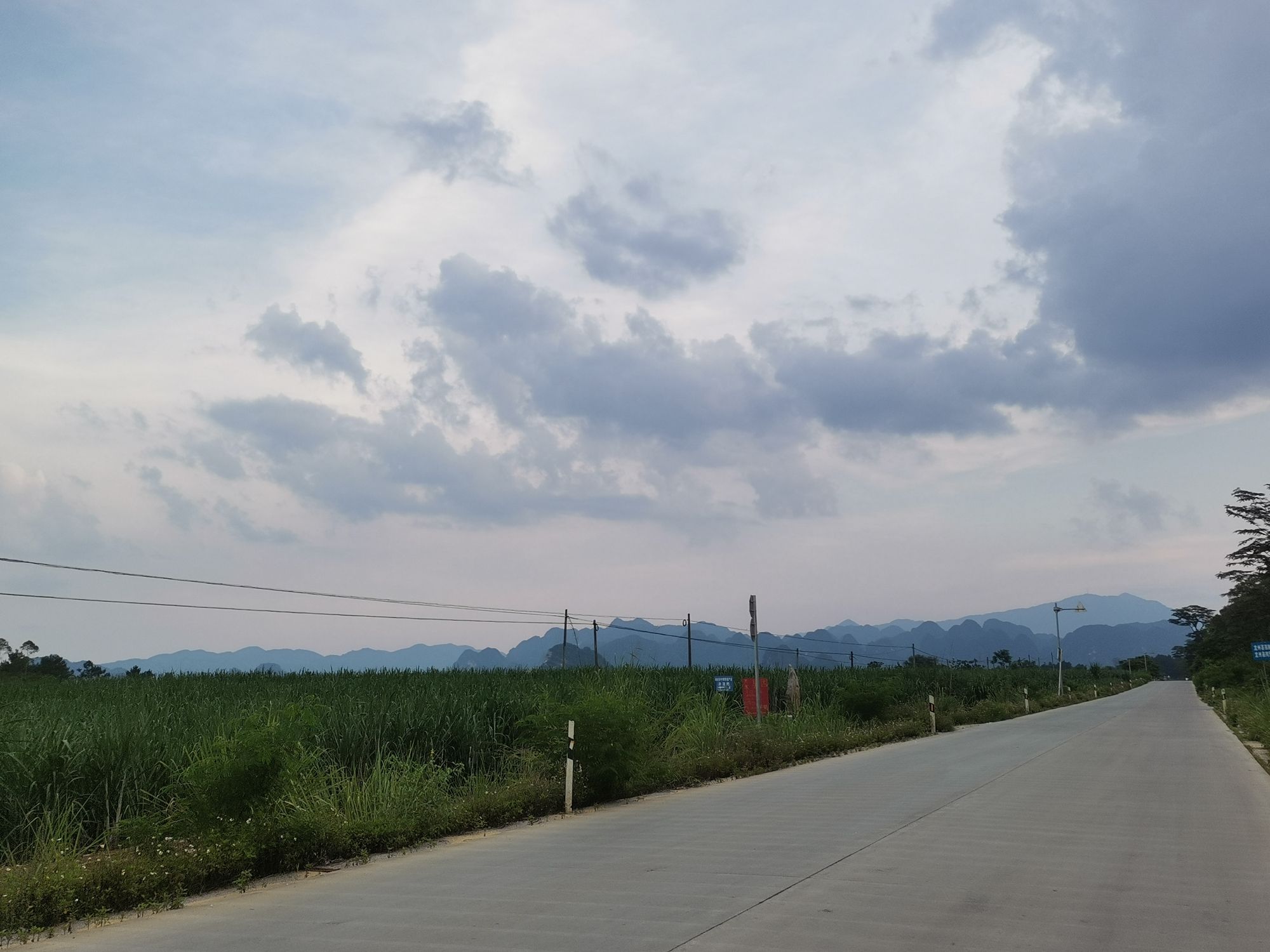 龙州珍稀植物园旅行图片 1
