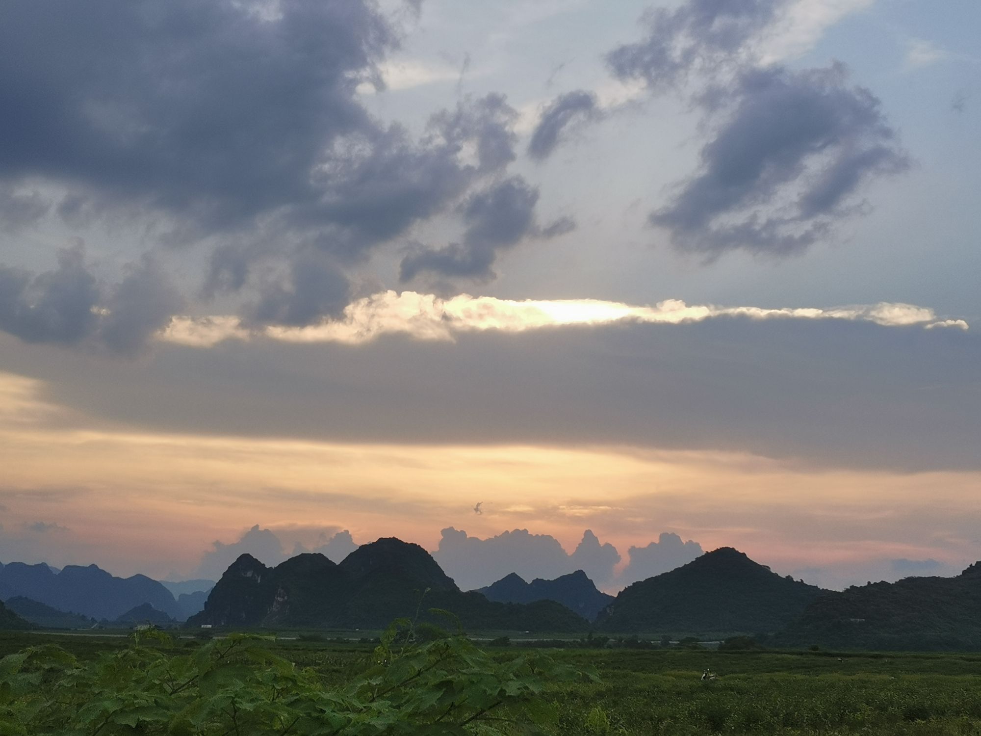 龙州珍稀植物园旅行图片 3