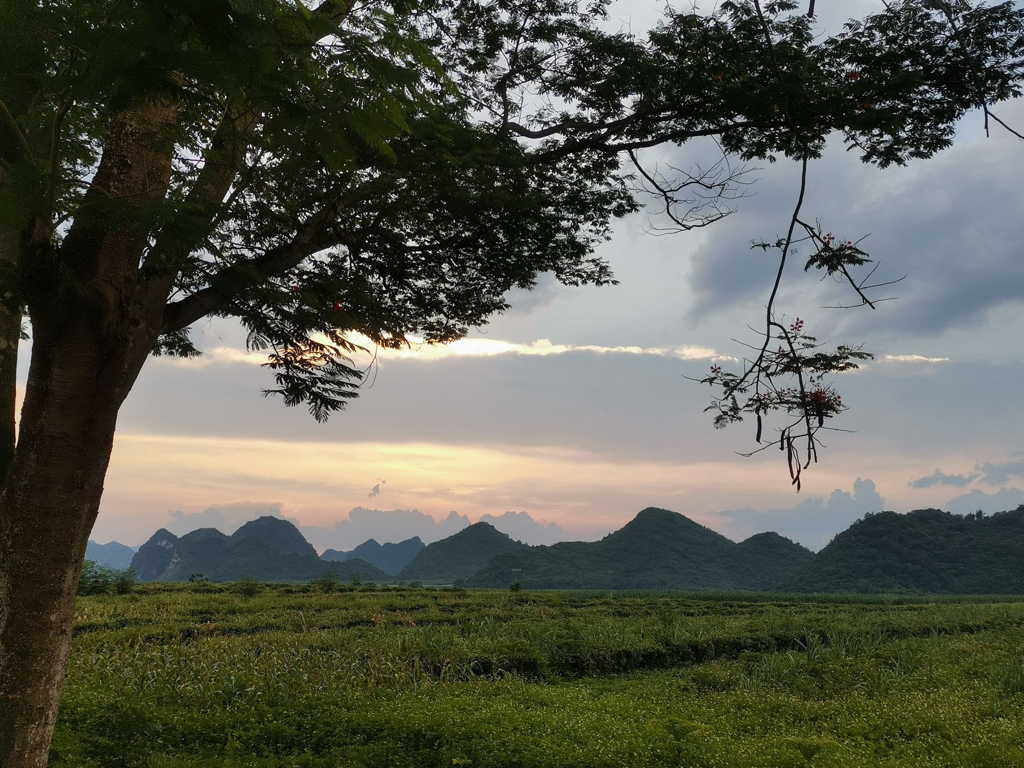 龙州珍稀植物园旅行图片 2
