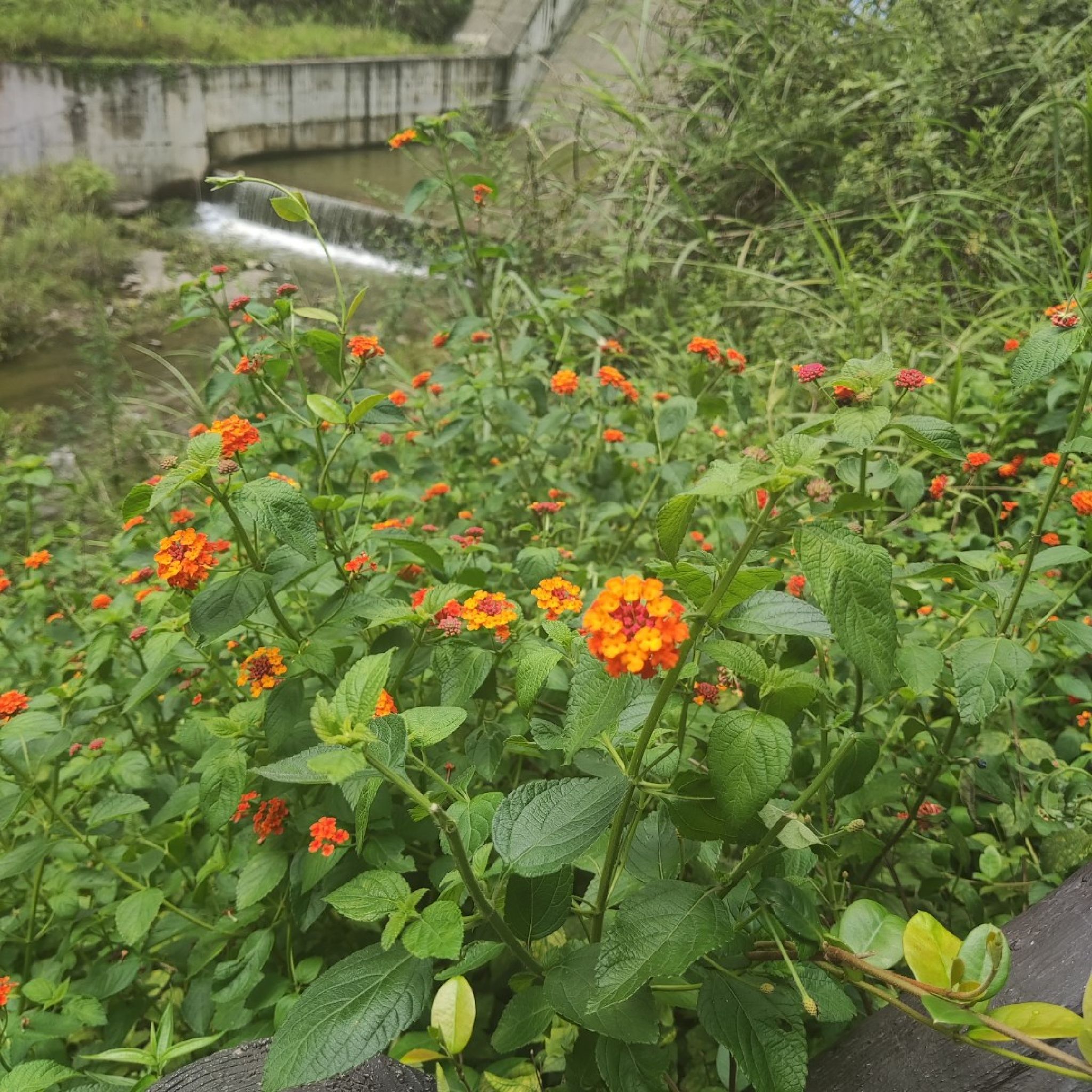 石板河景区旅行图片 1