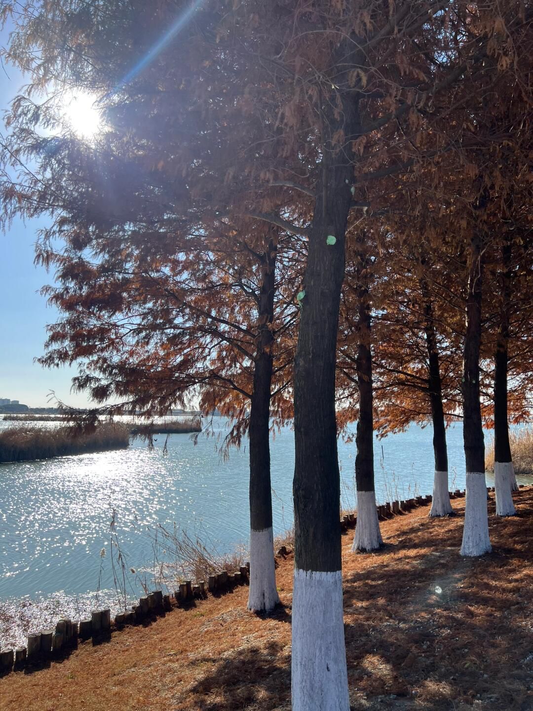 钱资湖湿地公园旅行图片 1