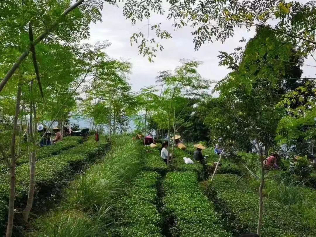 光照人有机茶农场