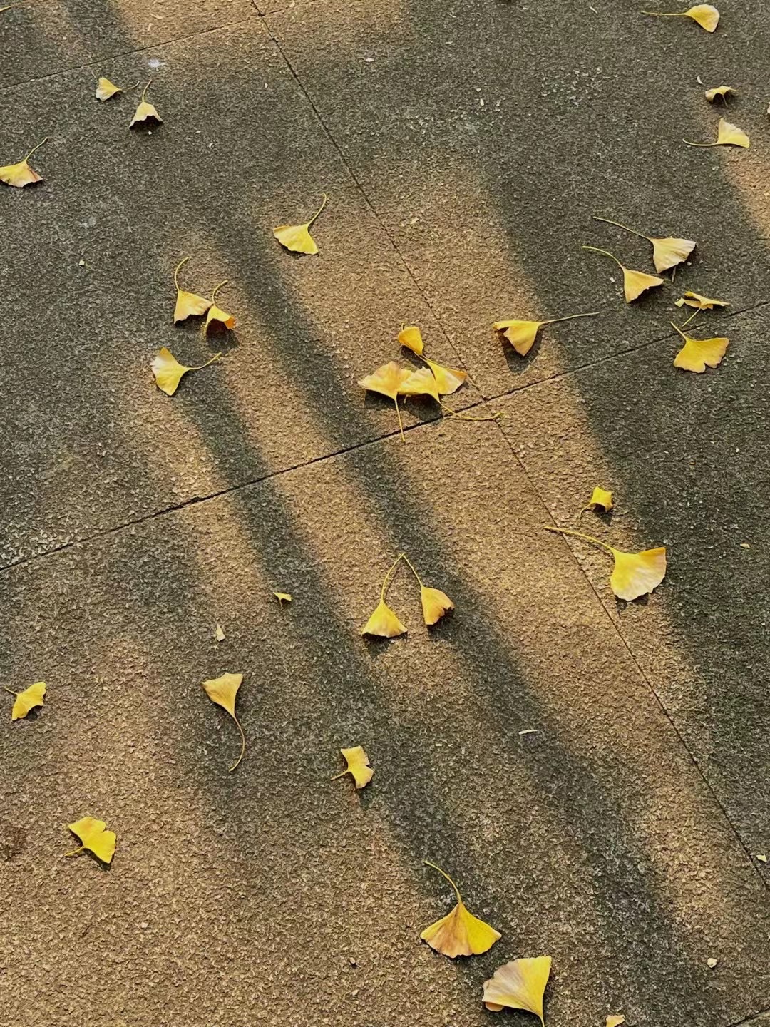 盐津公园旅行图片 3