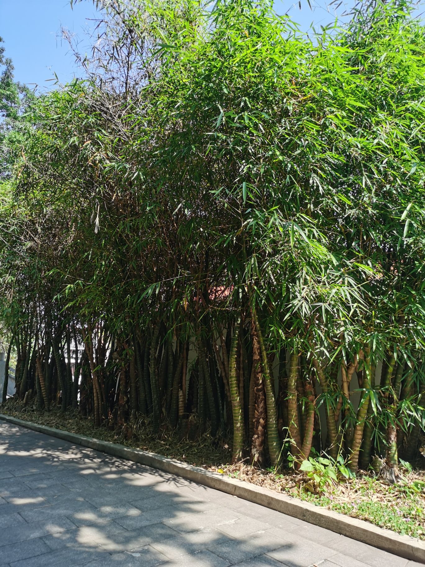 天成塔旅行图片 3