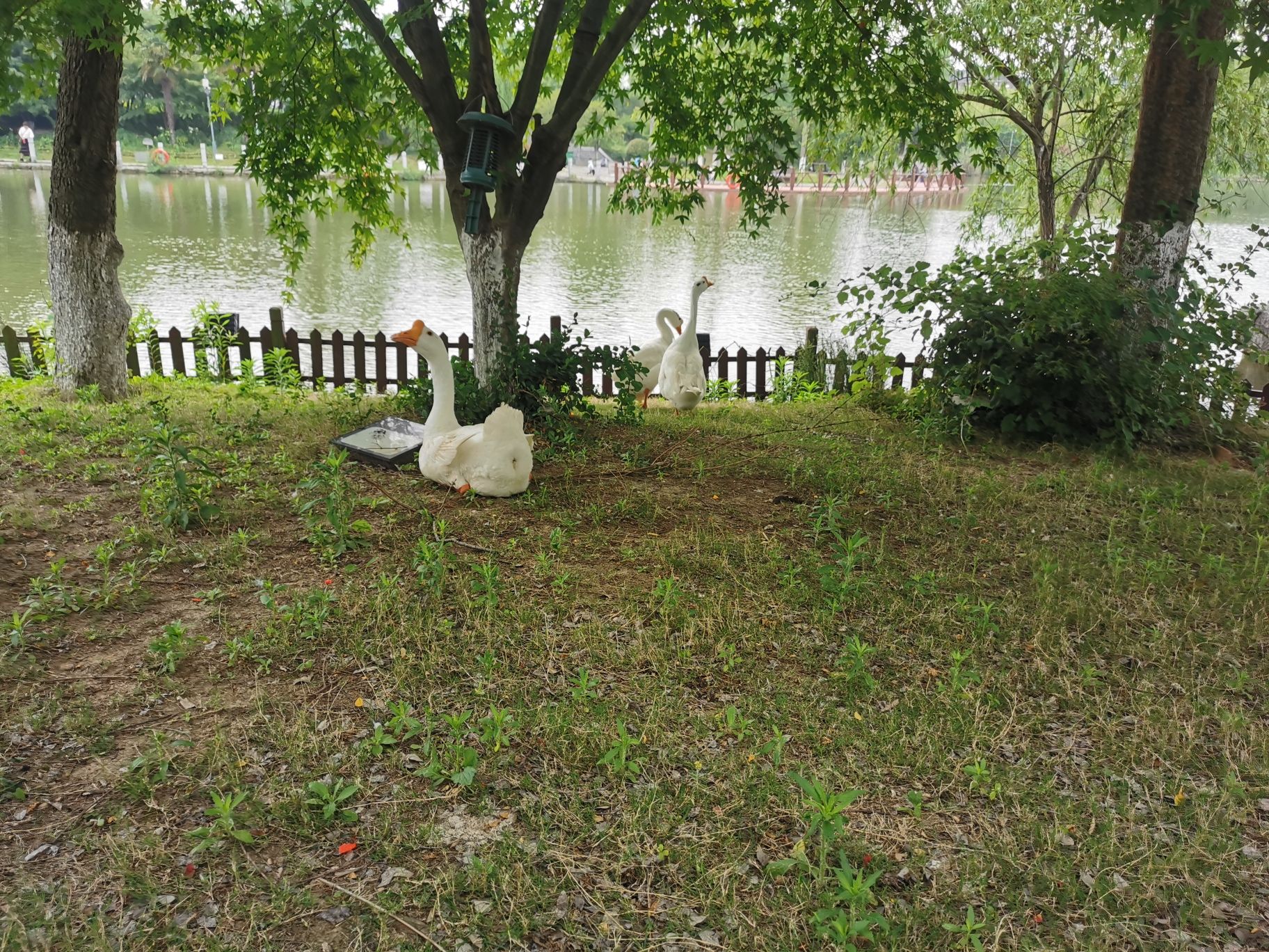 宜园旅行图片 3