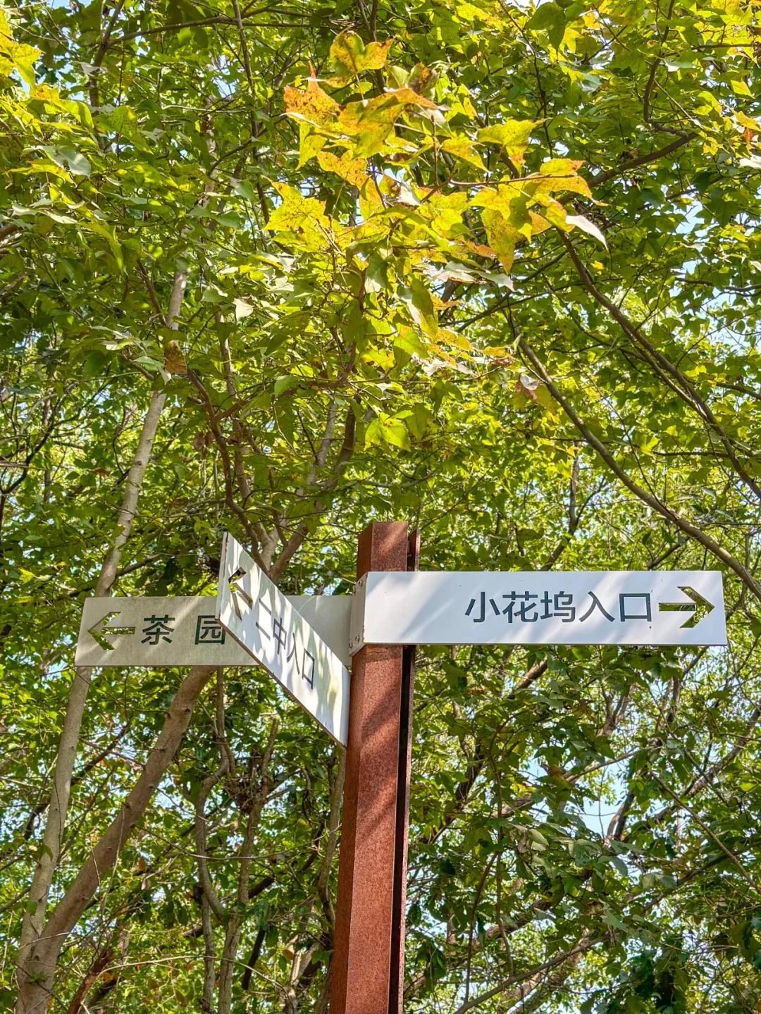 富阳区城市森林公园旅行图片 1