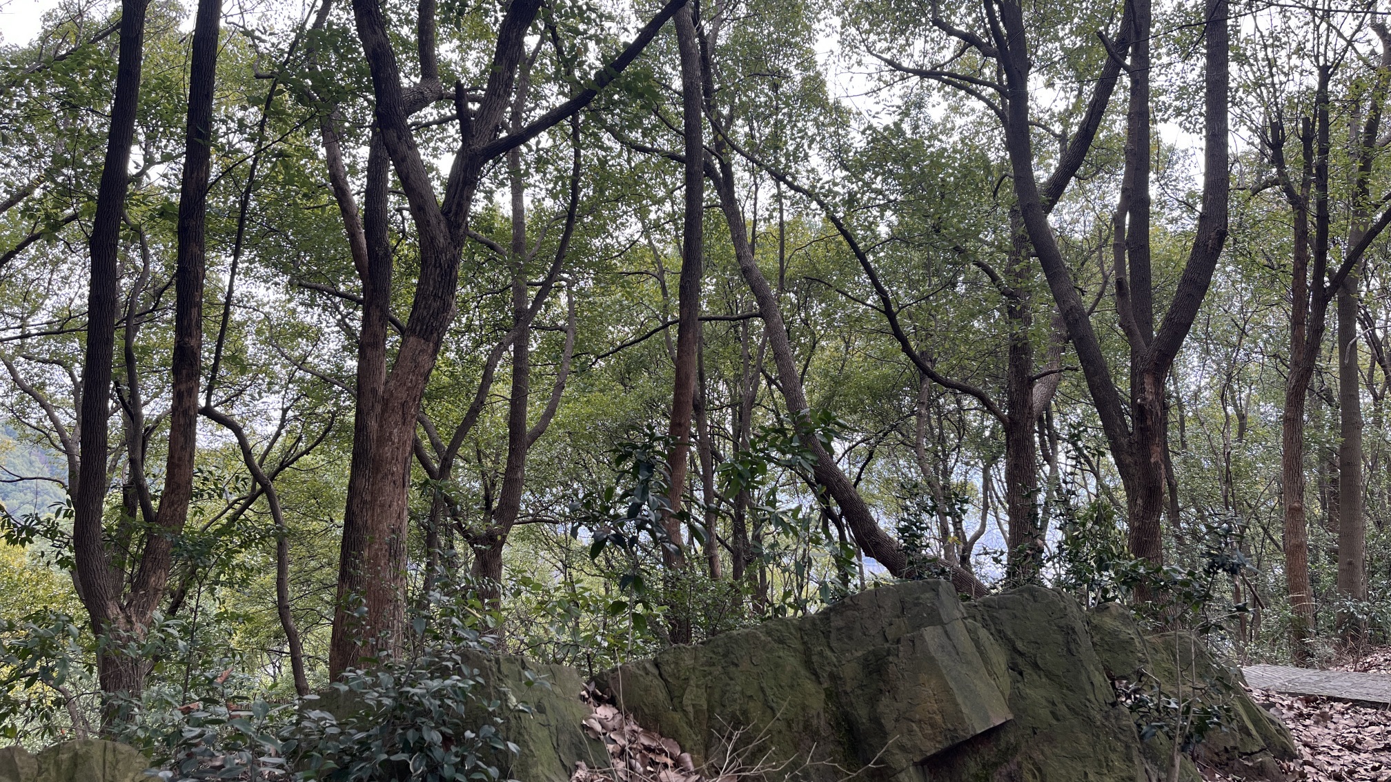 富阳区城市森林公园旅行图片 2