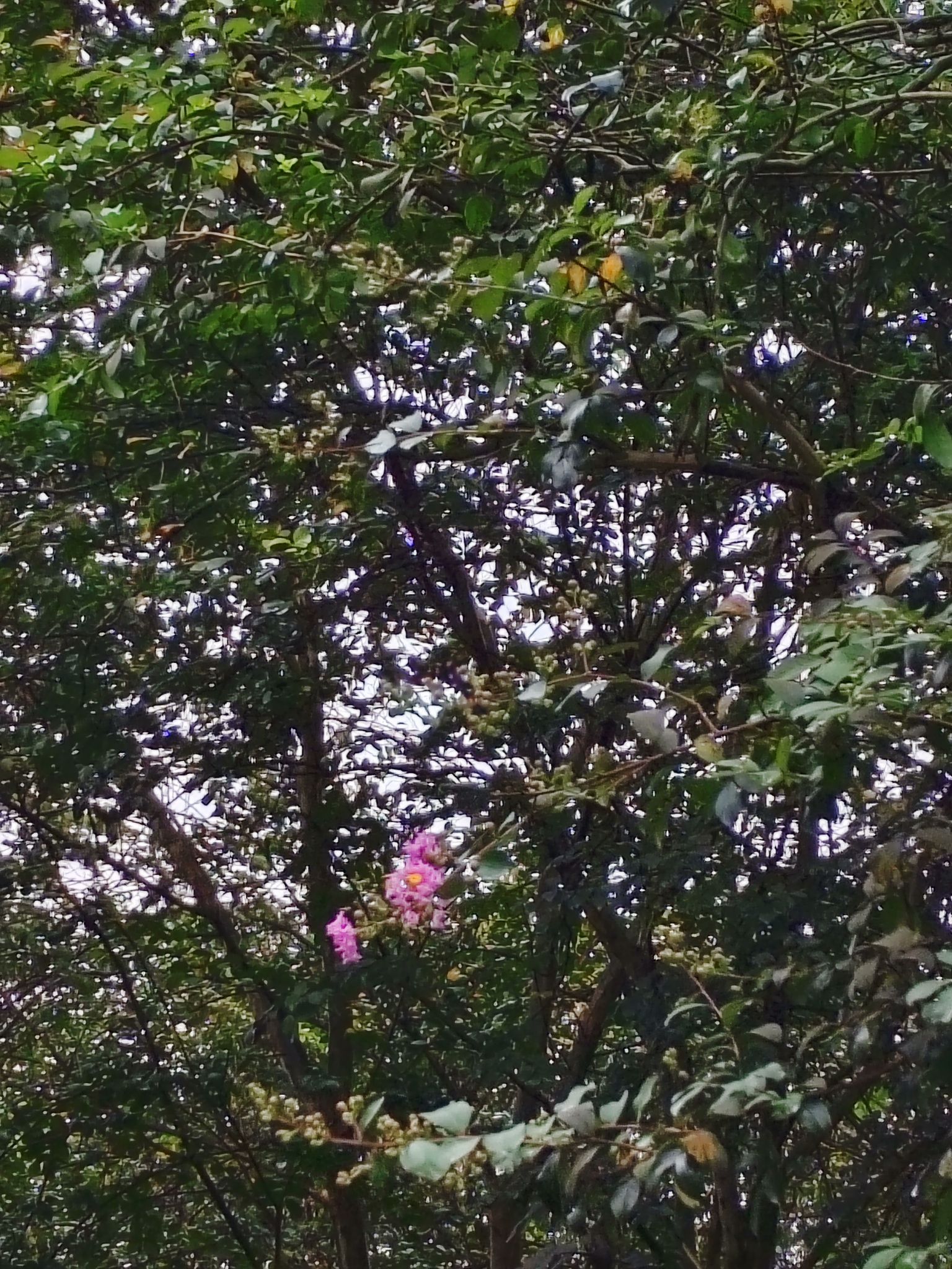 樱薇花美主题公园旅行图片 1