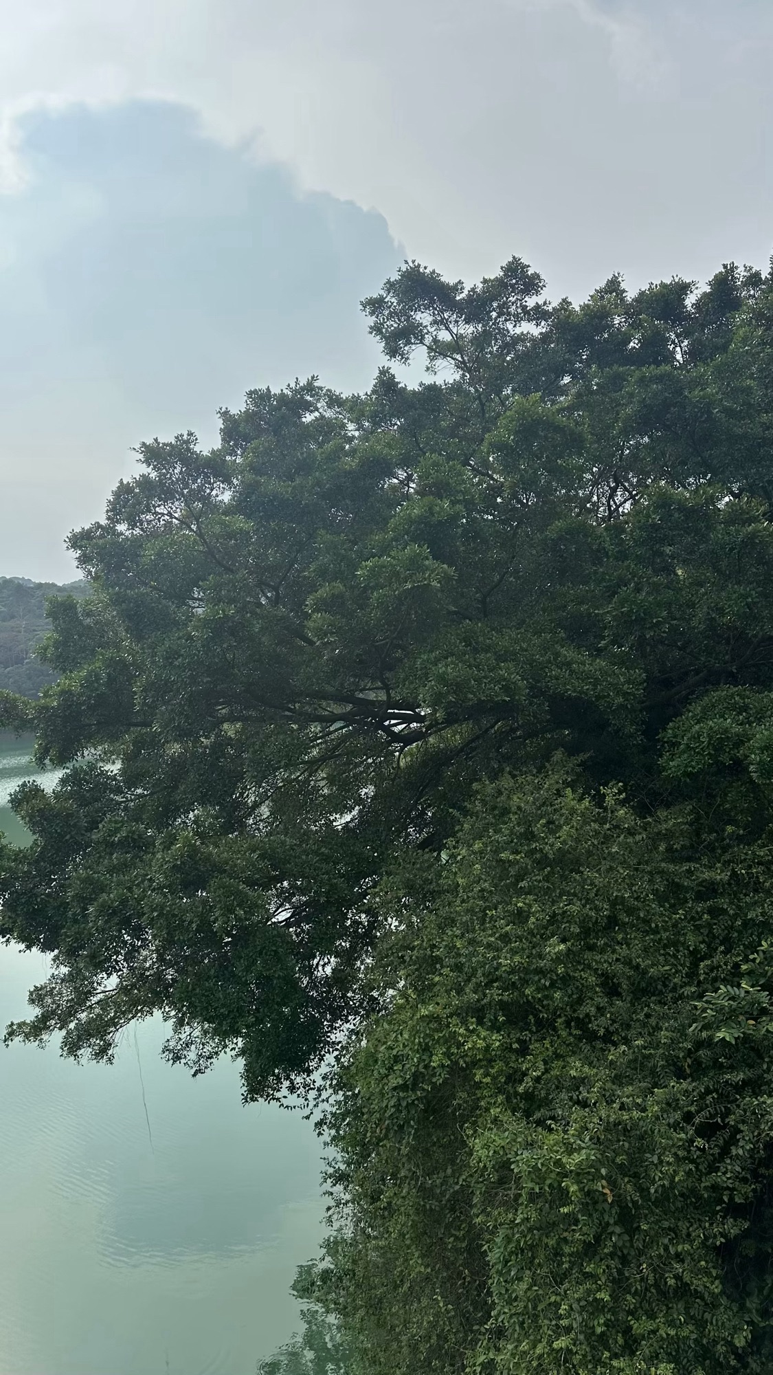 大南山森林公园旅行图片 3